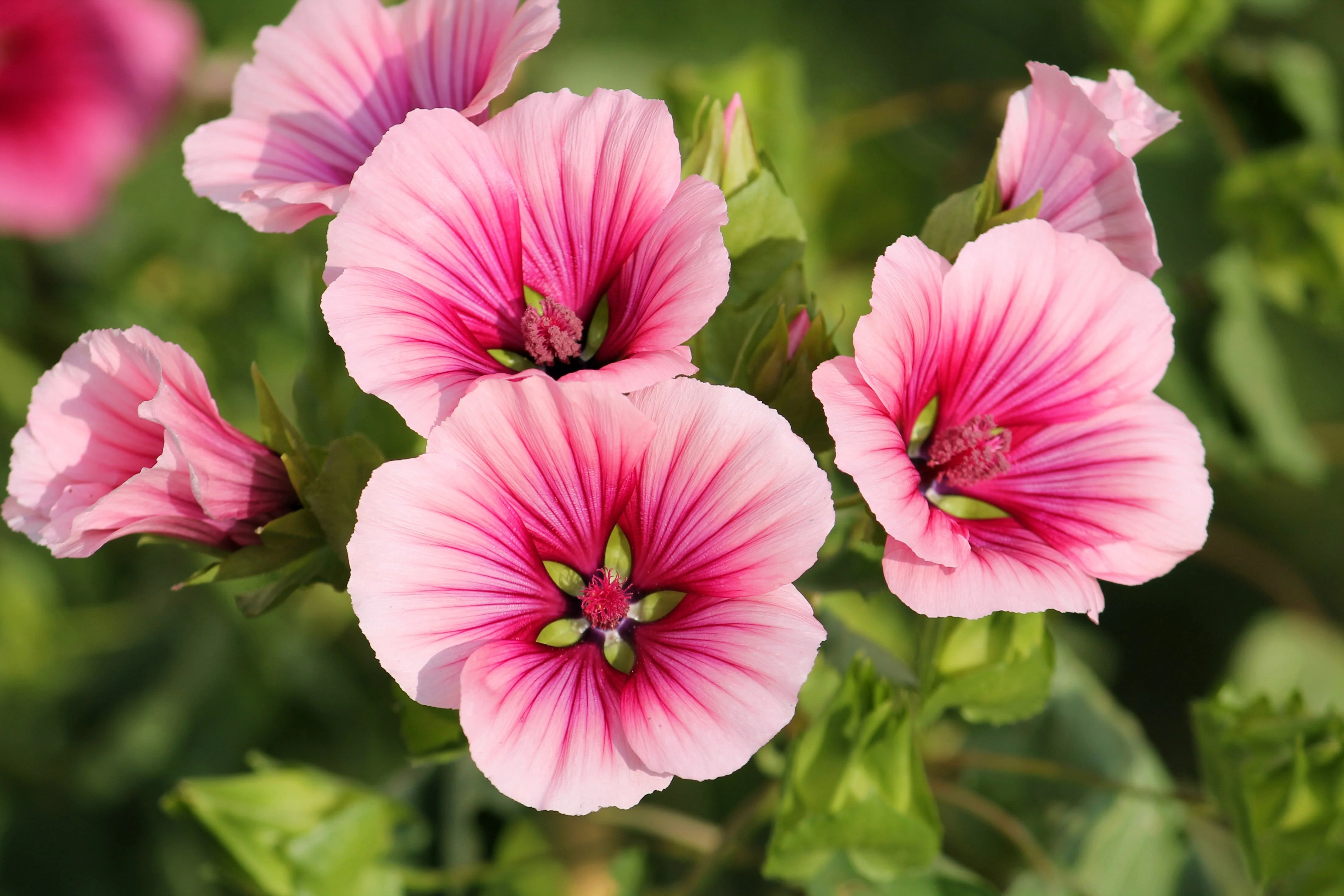 10 VULCAN MALOPE Trifida / Mallowwort / Mallow Flower Seeds - Image 2