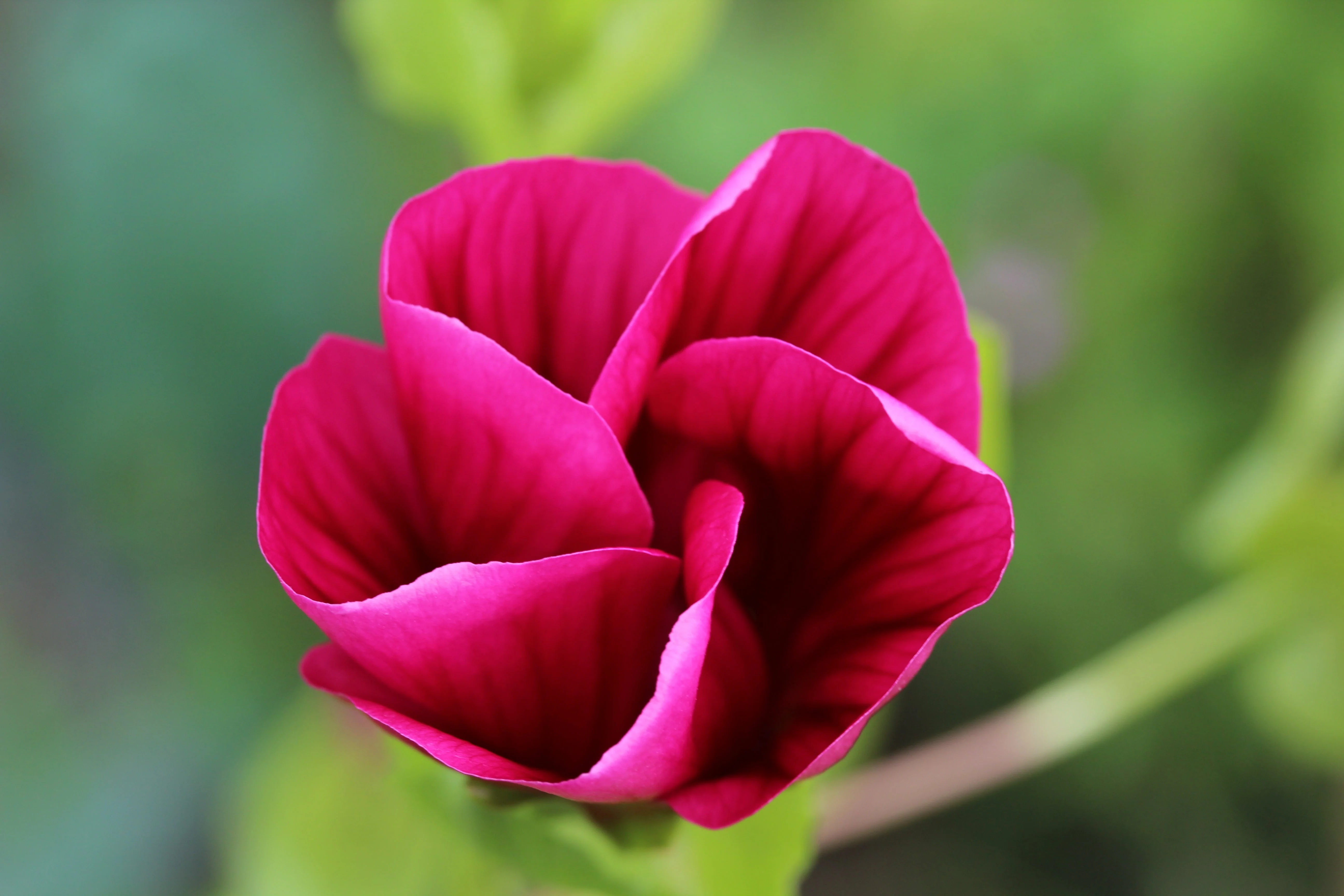 10 VULCAN MALOPE Trifida / Mallowwort / Mallow Flower Seeds - Image 8