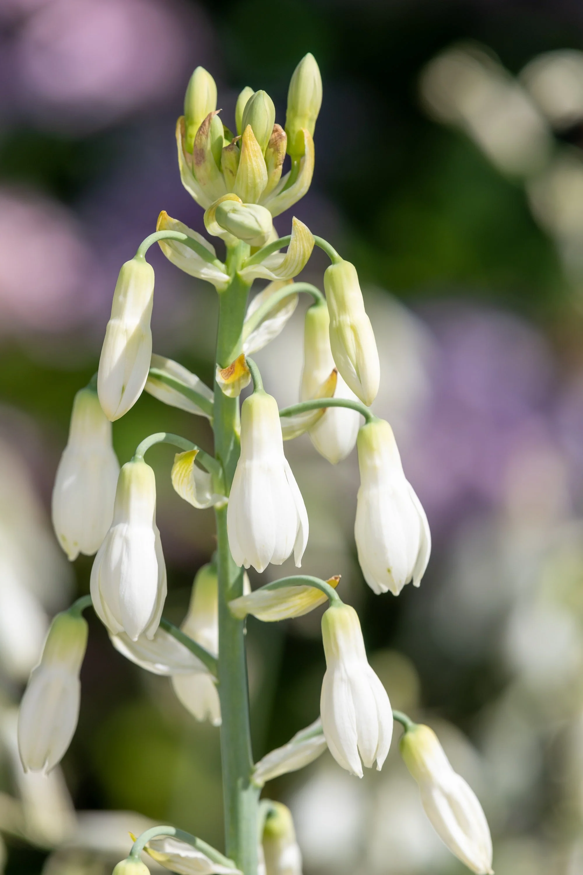 10 WHITE AFRICAN HYACINTH aka Cape or Giant Summer / Spire Lily - Ornithogalum Candicans / Galtonia / Hyacinthus Flower Seeds - Image 2