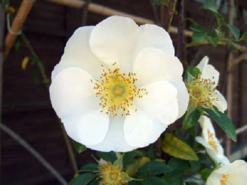 10 WHITE JAPANESE ROSE Rosa Rugosa Alba Bush Rugosa Rose Flower Seeds - Image 4