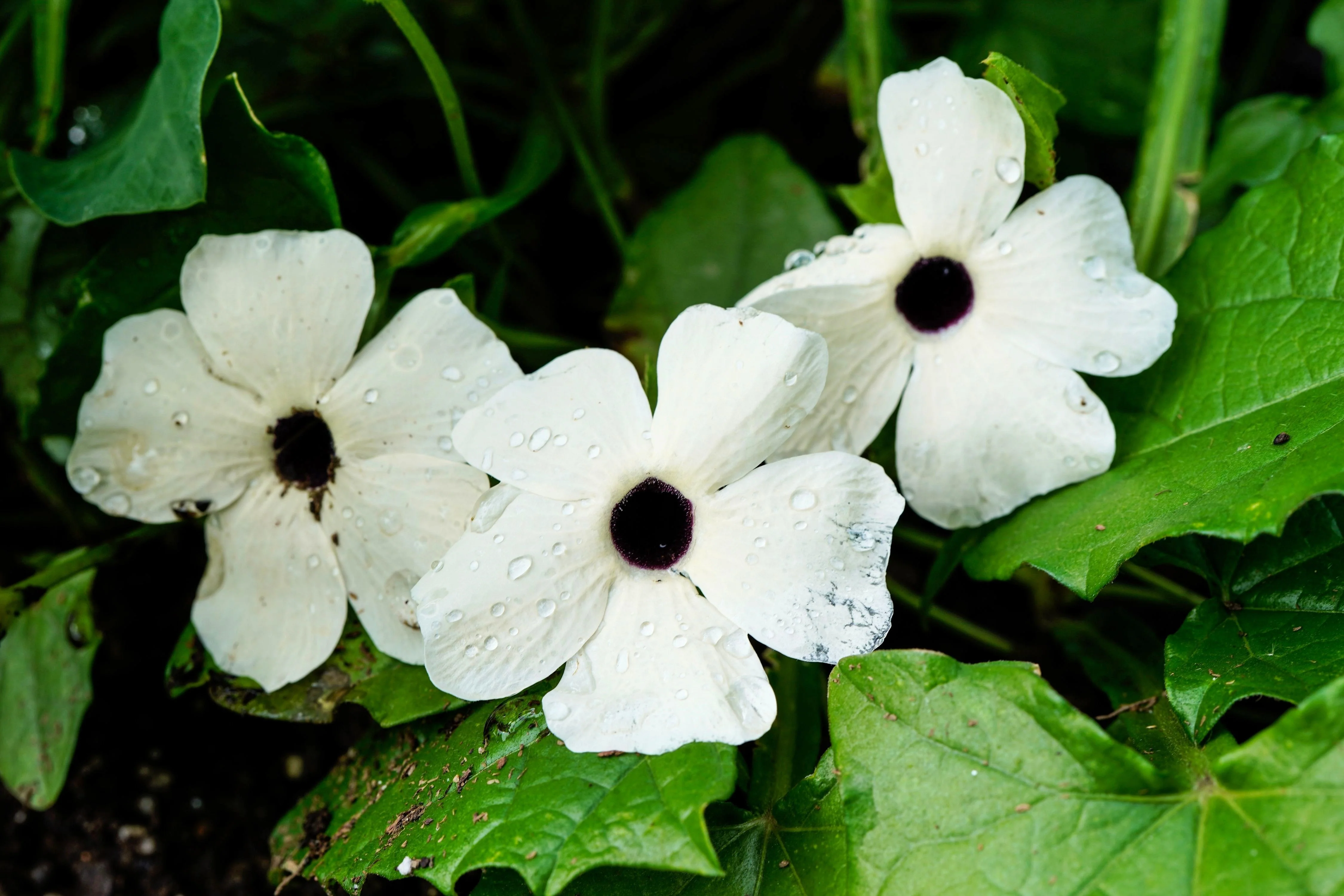 10 WHITE THUNBERGIA Alata VINE Black Eyed Susan Vine Flower Seeds - Image 9
