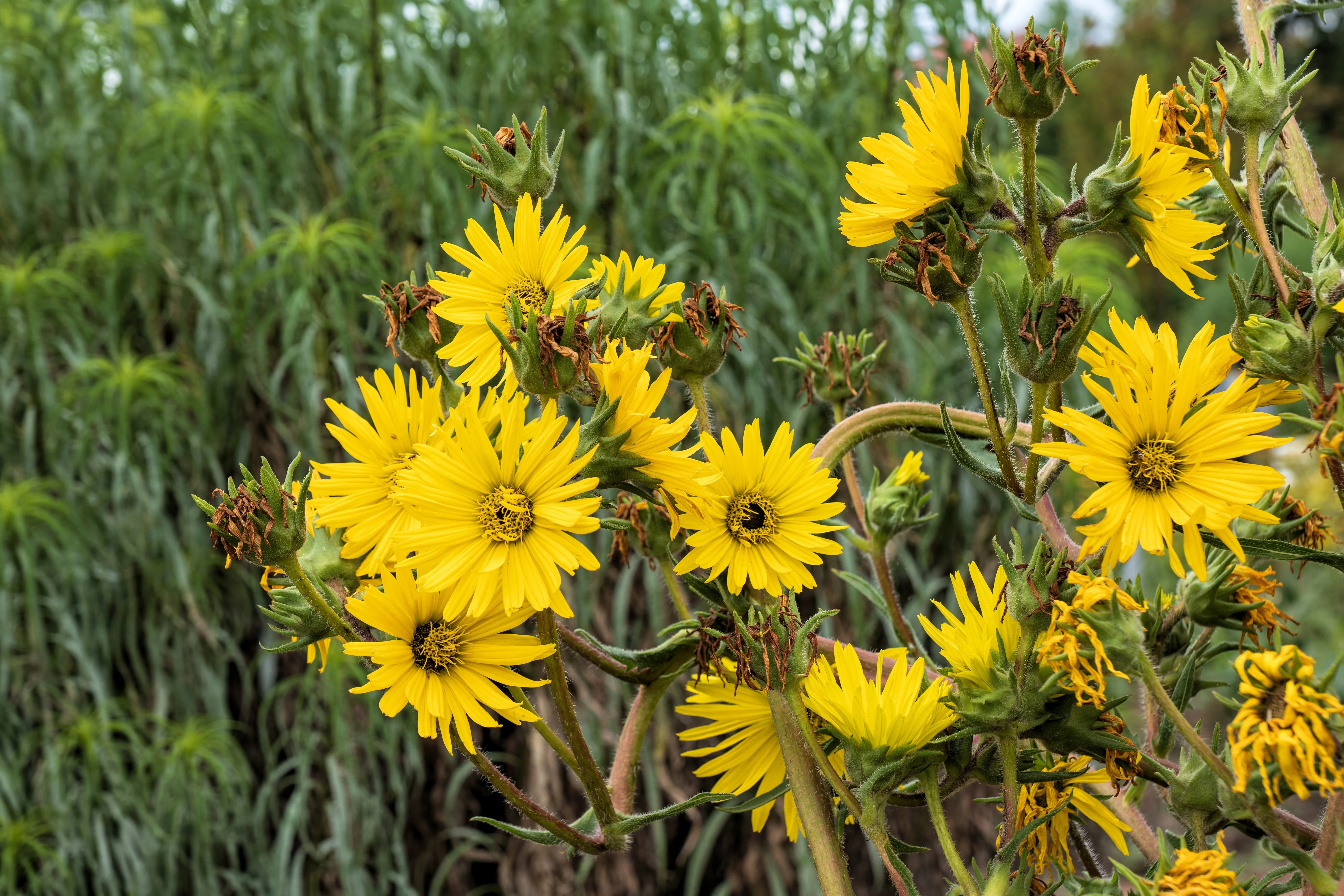 10 Yellow COMPASS PLANT Silphium Laciniatum Prairie Compassplant 4" Flower Seeds - Image 4