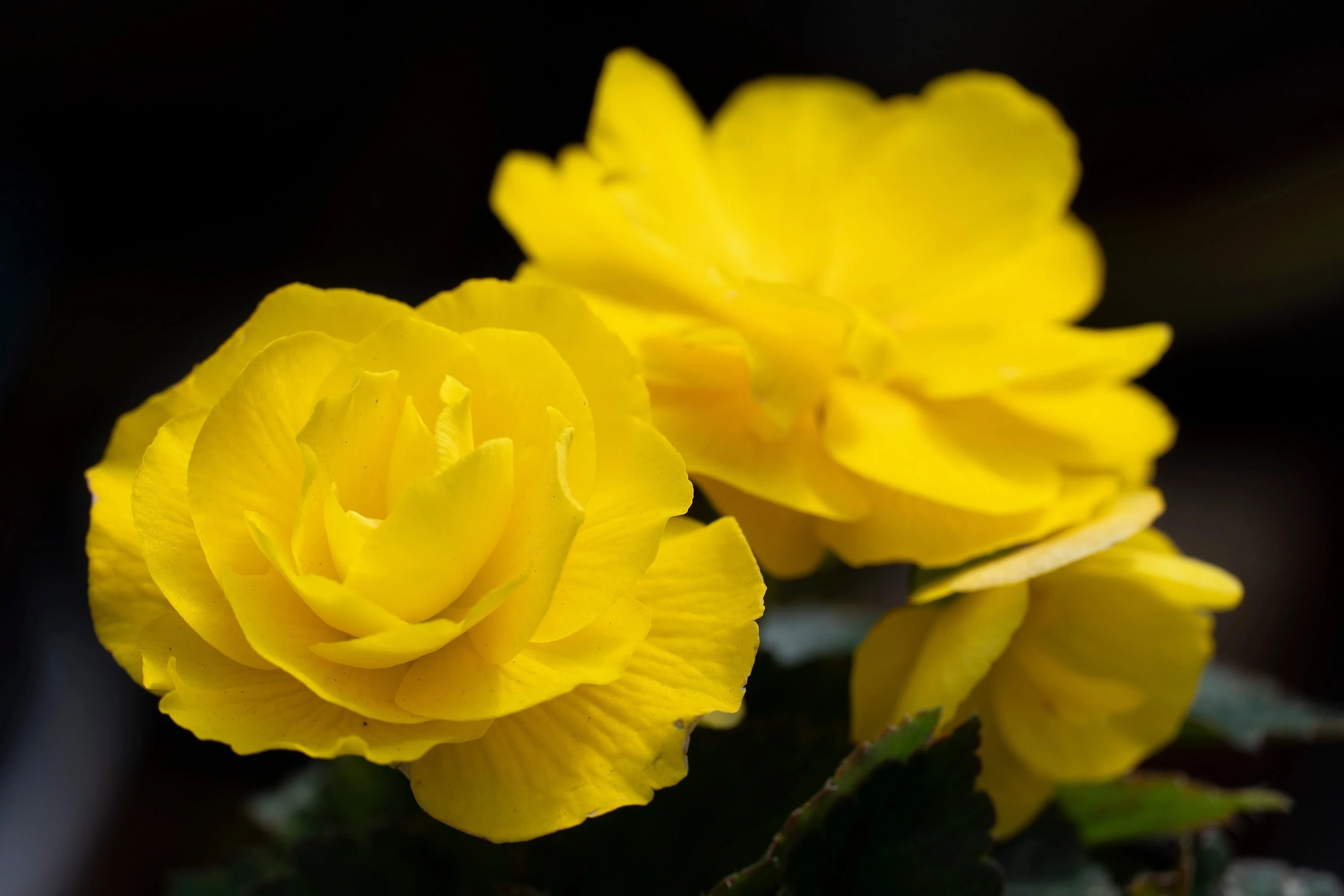 10 YELLOW DOUBLE BEGONIA Tuberosa Tuberous Begonia Shade Flower Seeds - Image 3