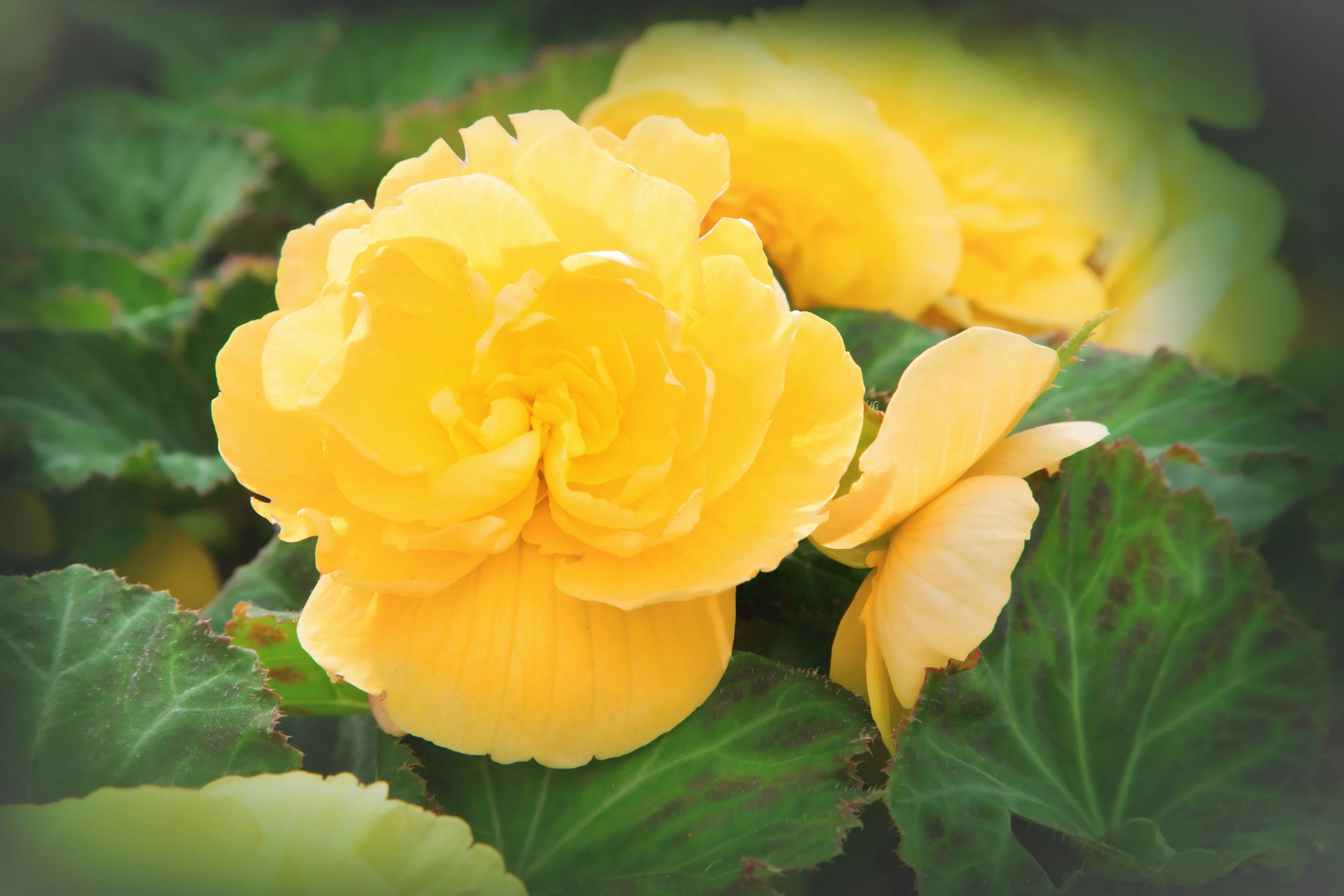10 YELLOW DOUBLE BEGONIA Tuberosa Tuberous Begonia Shade Flower Seeds - Image 4