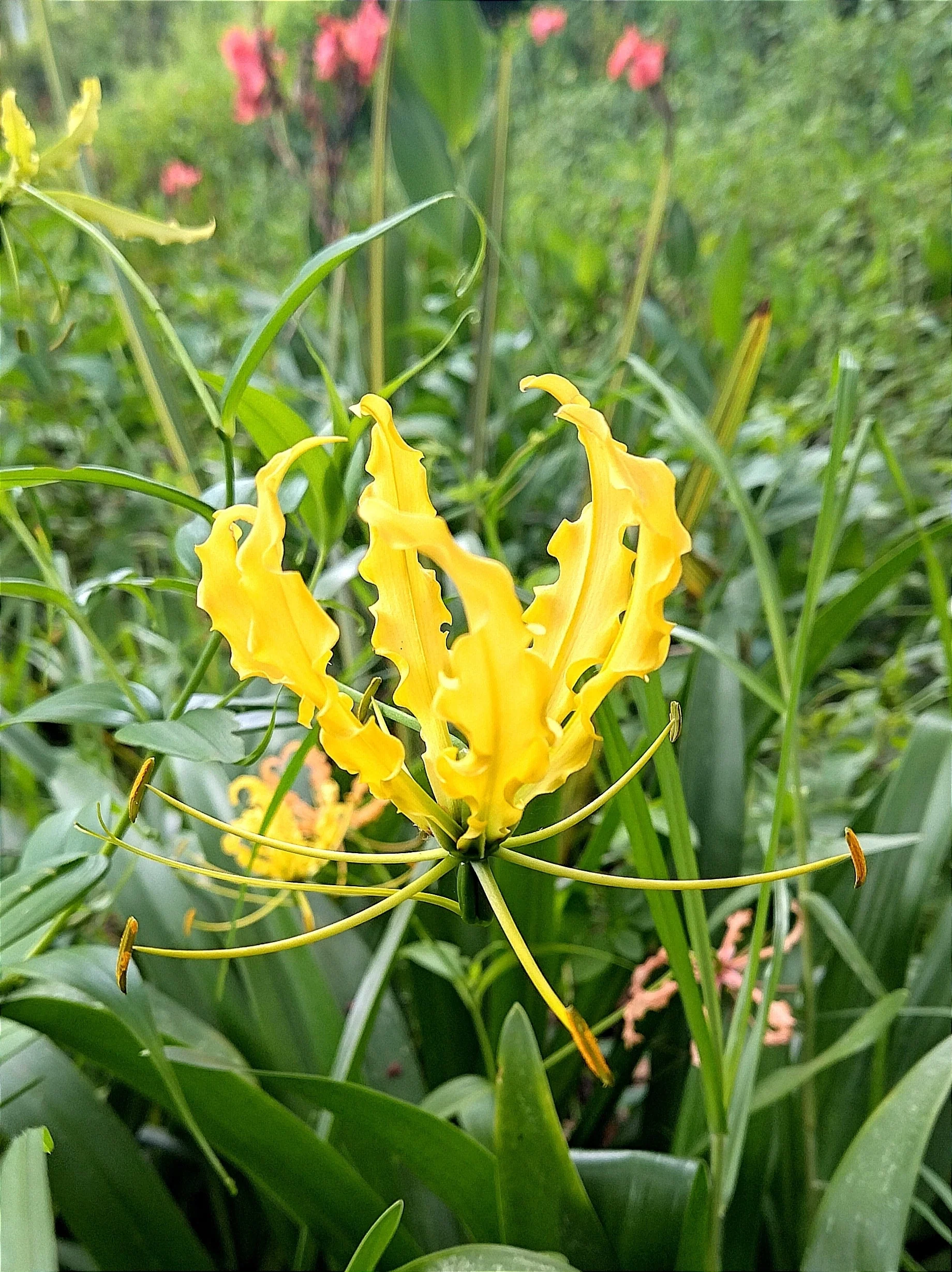 10 YELLOW GLORIOSA LILY Flame Lily Gloriosa Lutea Flower Vine Seeds - Image 10