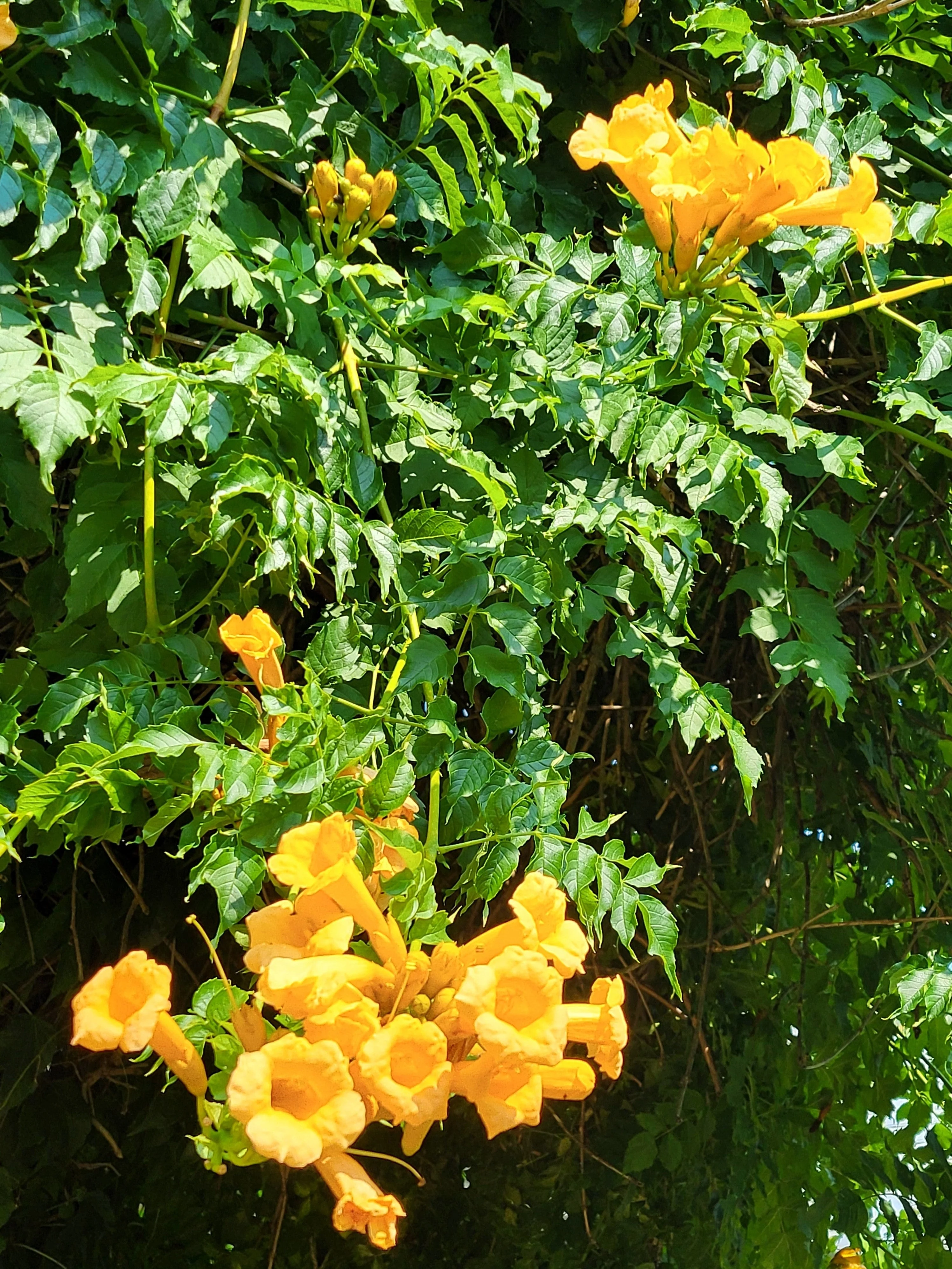 10 YELLOW HUMMINGBIRD TRUMPET Vine Flower Campsis Radicans Flava Climber Seeds - Image 5