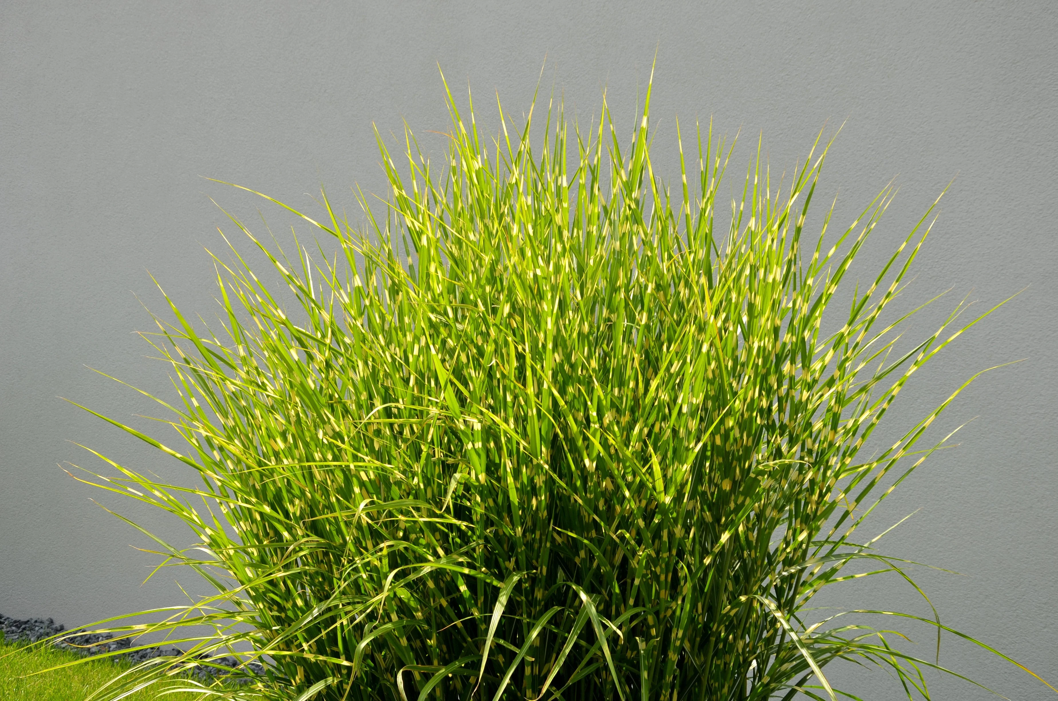 10 ZEBRA GRASS Variegated Maiden Grass Miscanthus Sinensis Zebrinus aka Chinese or Japanese Silver Grass / Plume Grass / Eulalia Seeds - Image 11