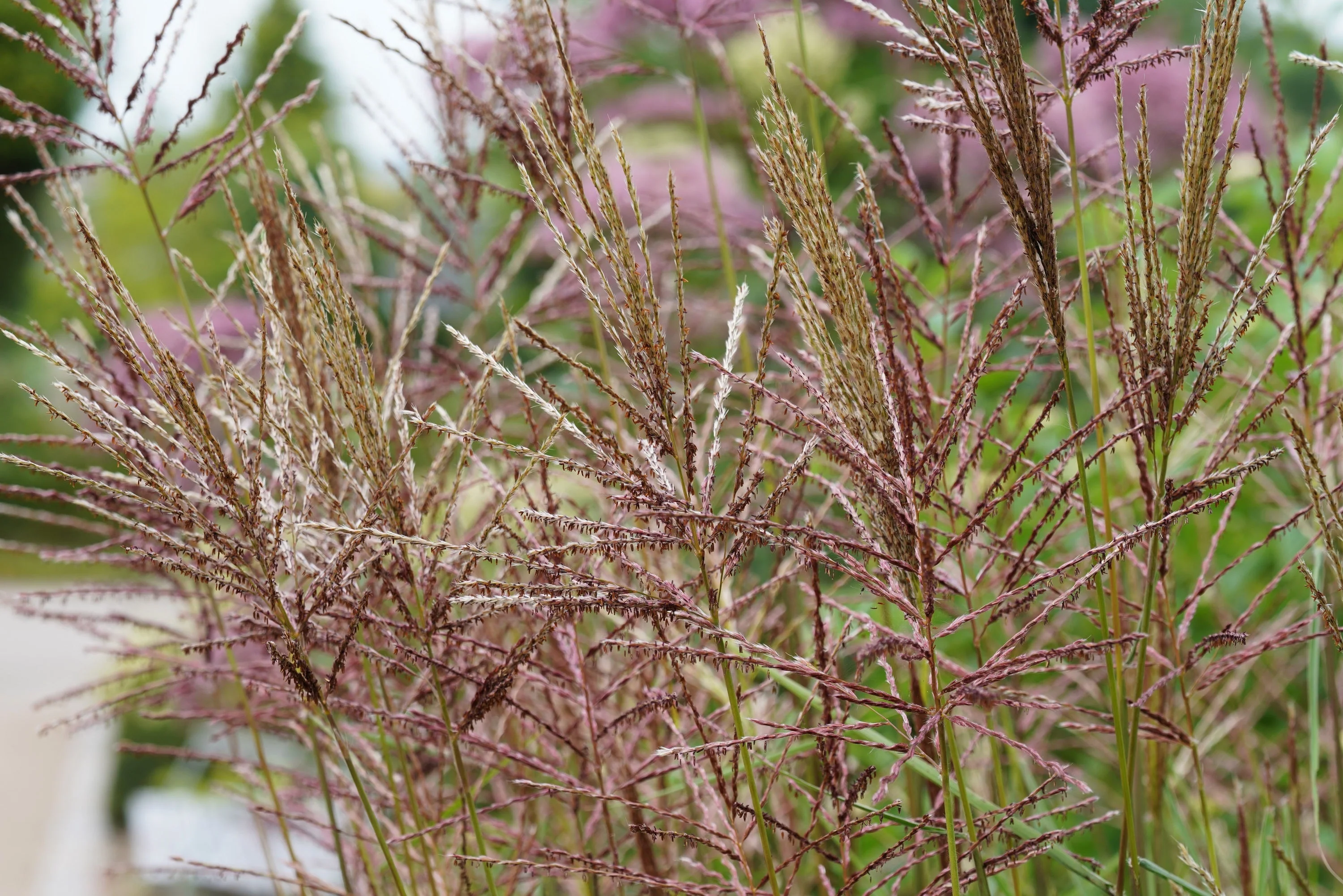 10 ZEBRA GRASS Variegated Maiden Grass Miscanthus Sinensis Zebrinus aka Chinese or Japanese Silver Grass / Plume Grass / Eulalia Seeds - Image 7