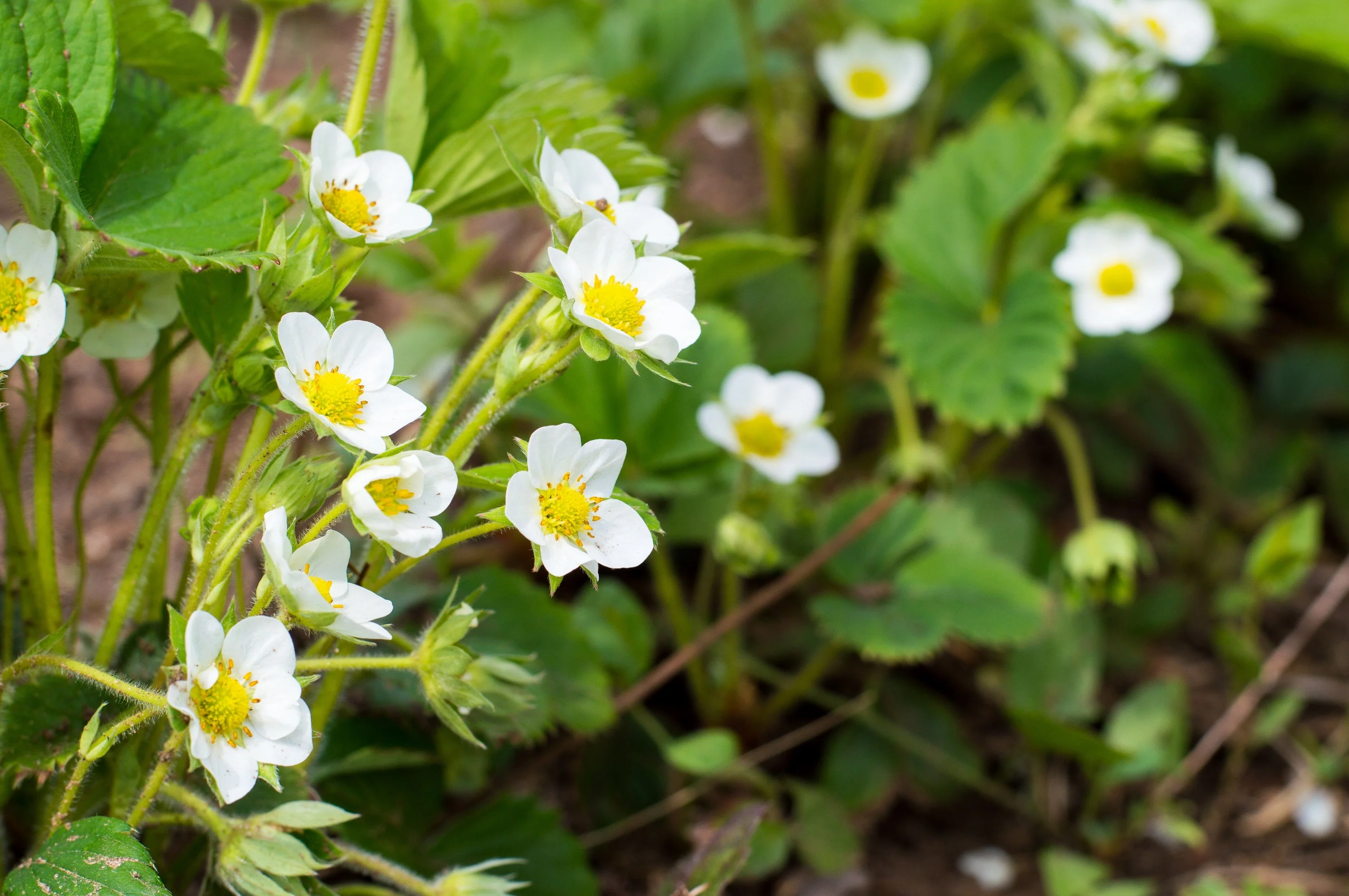 100 ALPINE STRAWBERRY Fragaria Vesca Red Fruit White Flower Seeds - Image 10