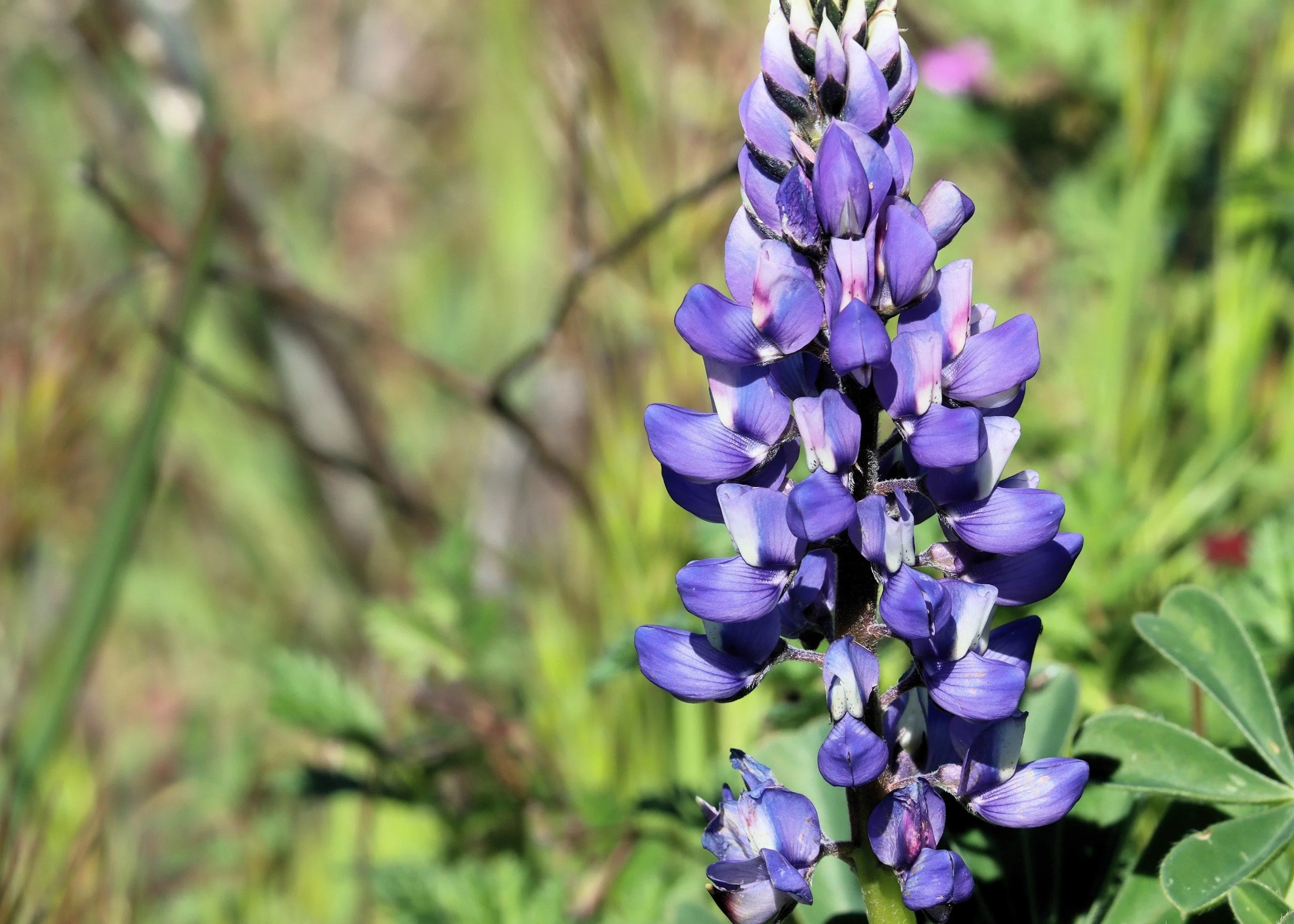 100 ARROYO LUPINE (Hollowleaf Lupine / Succulent Lupine) Lupinus Succulentus Flower Seeds - Image 2