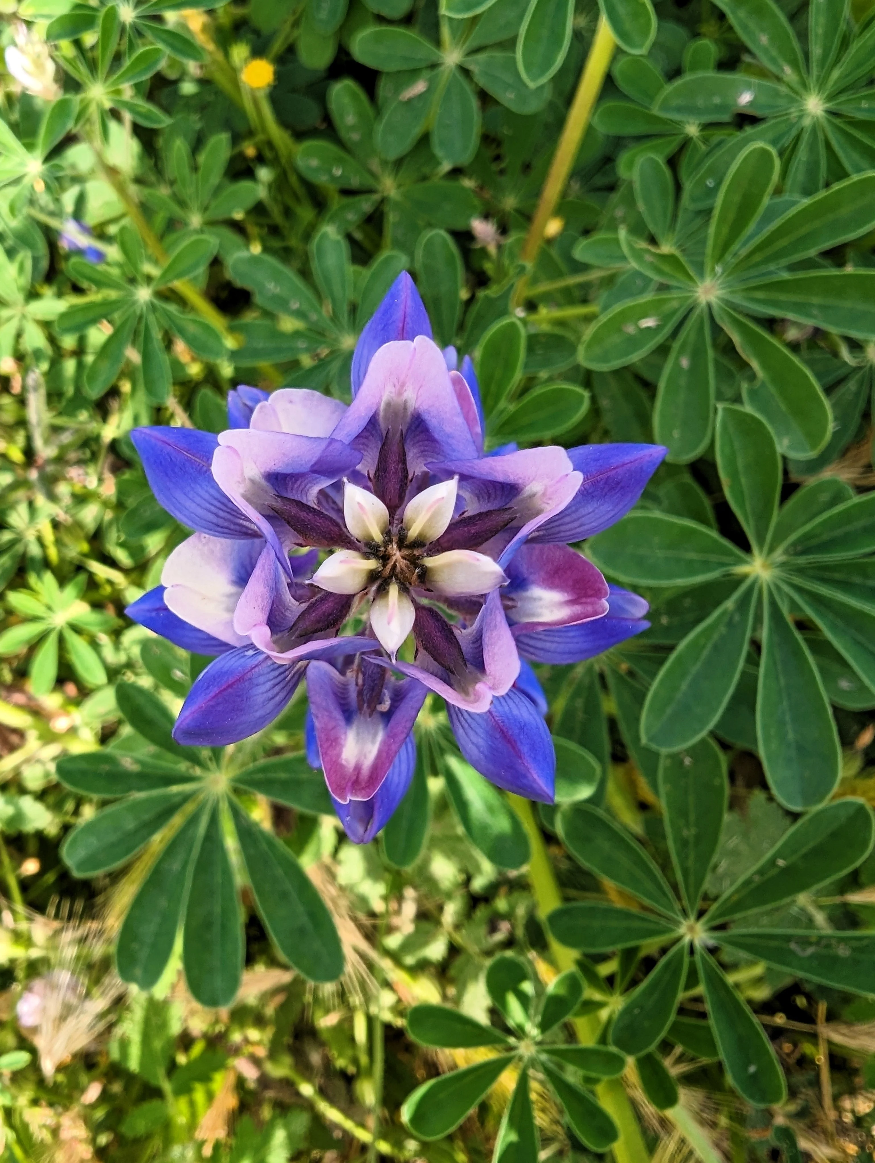 100 ARROYO LUPINE (Hollowleaf Lupine / Succulent Lupine) Lupinus Succulentus Flower Seeds - Image 5