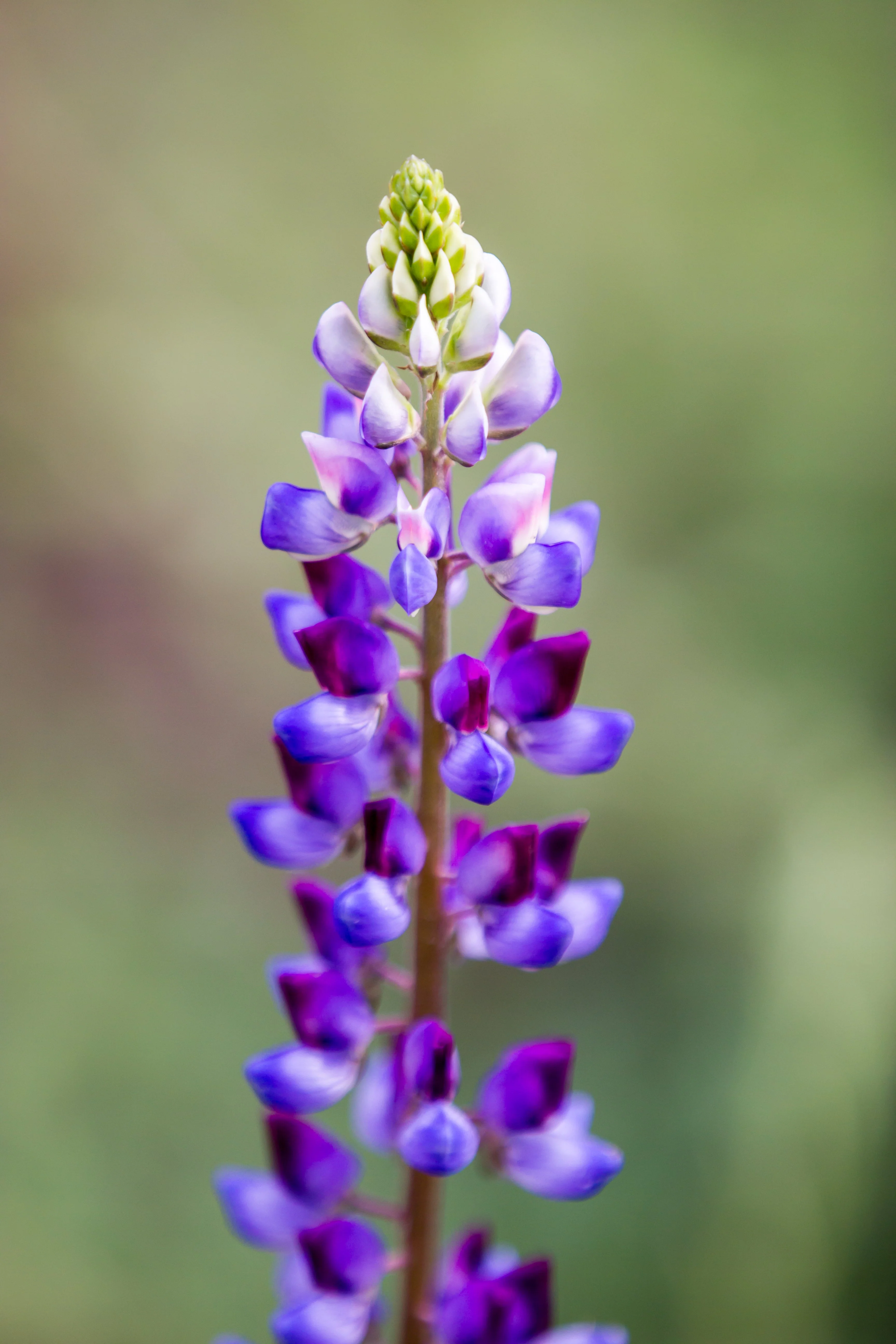 100 ARROYO LUPINE (Hollowleaf Lupine / Succulent Lupine) Lupinus Succulentus Flower Seeds - Image 6