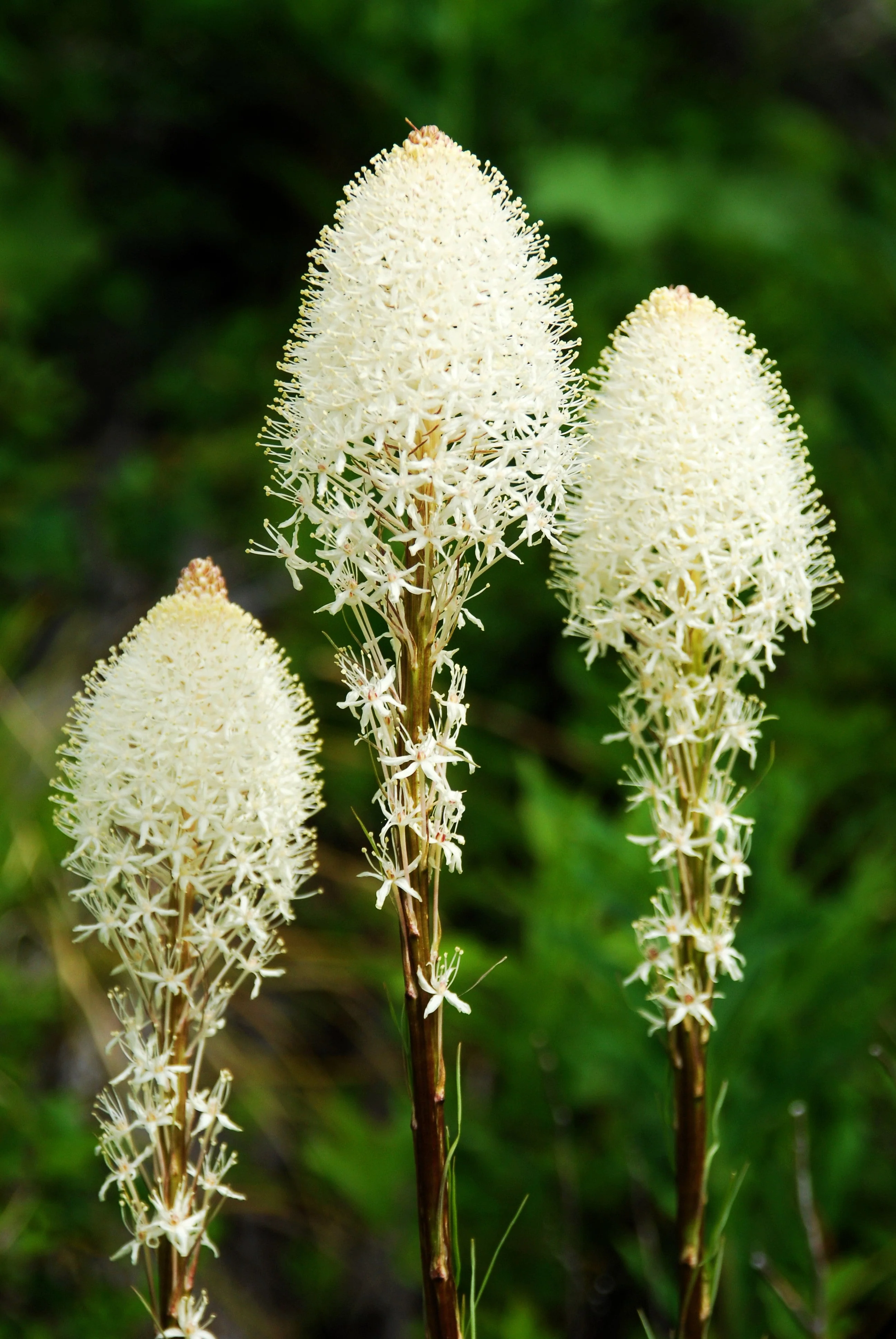 100 BEAR GRASS aka Bear LILY Beargrass Ornamental Xerophyllum Tenax Flower Seeds - Image 10