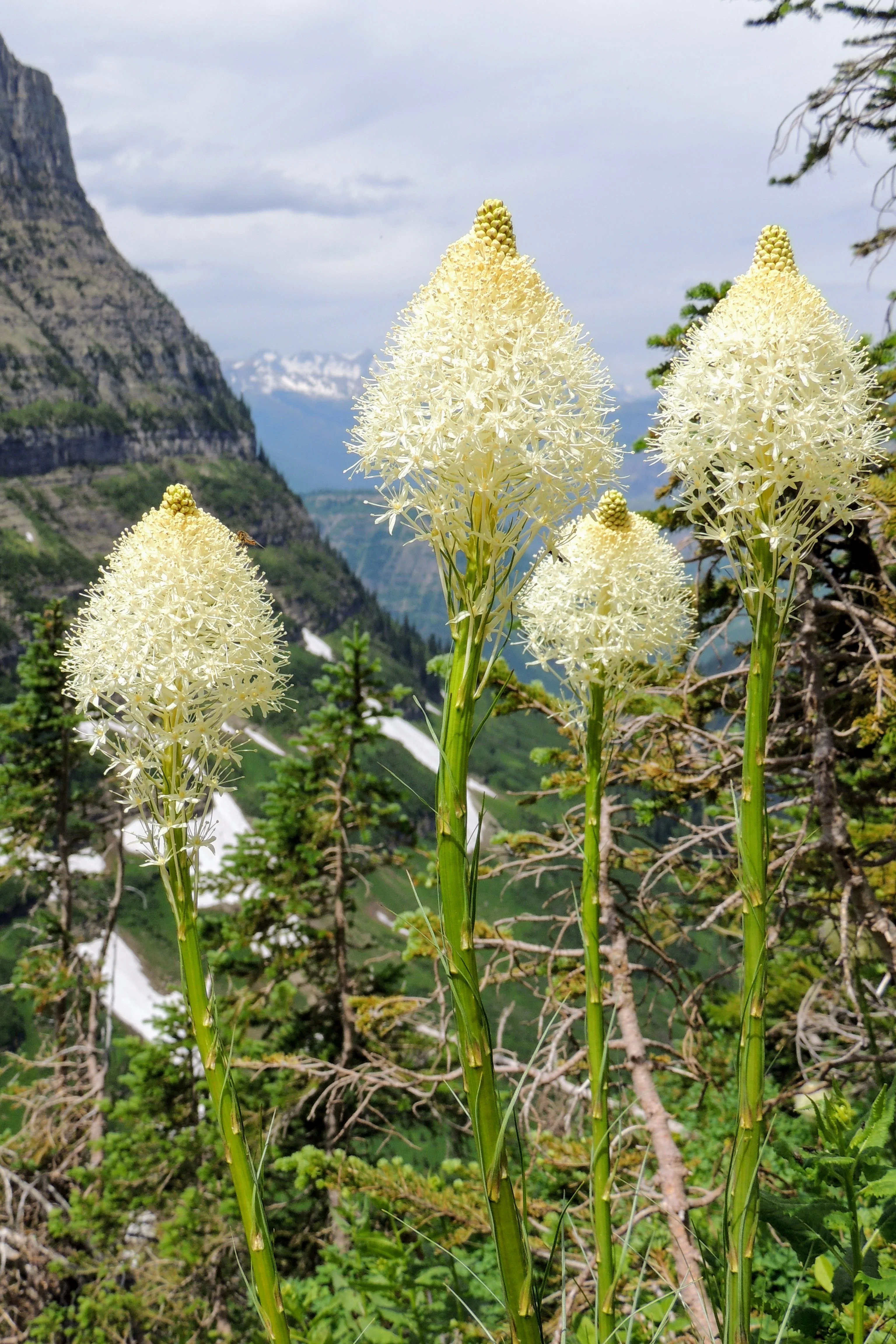 100 BEAR GRASS aka Bear LILY Beargrass Ornamental Xerophyllum Tenax Flower Seeds - Image 5