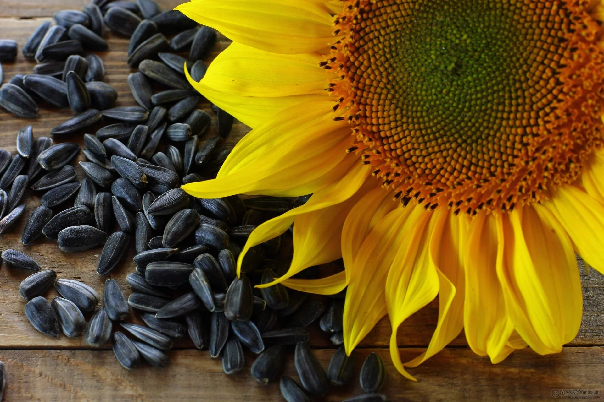 100 BLACK OIL SUNFLOWER Helianthus Annuus Yellow Hummingbird Bird Flower Seeds - Image 10