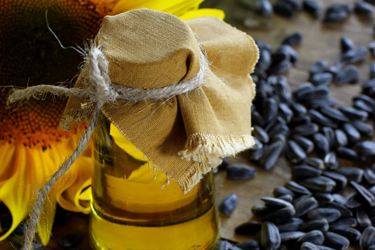 100 BLACK OIL SUNFLOWER Helianthus Annuus Yellow Hummingbird Bird Flower Seeds - Image 7