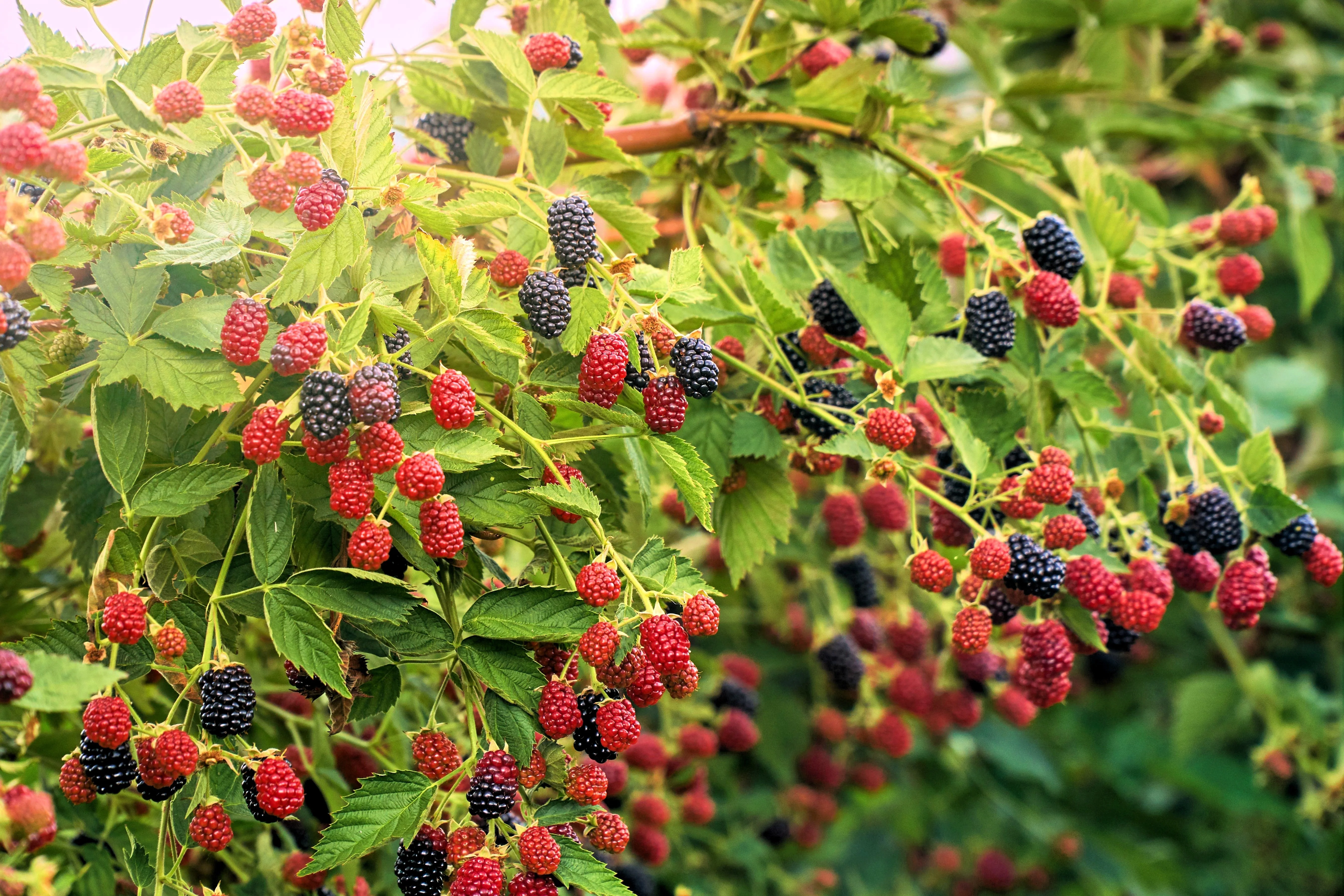 100 BLACKBERRY Fruit Bush Rubus Allegheniensis Seeds - Image 5