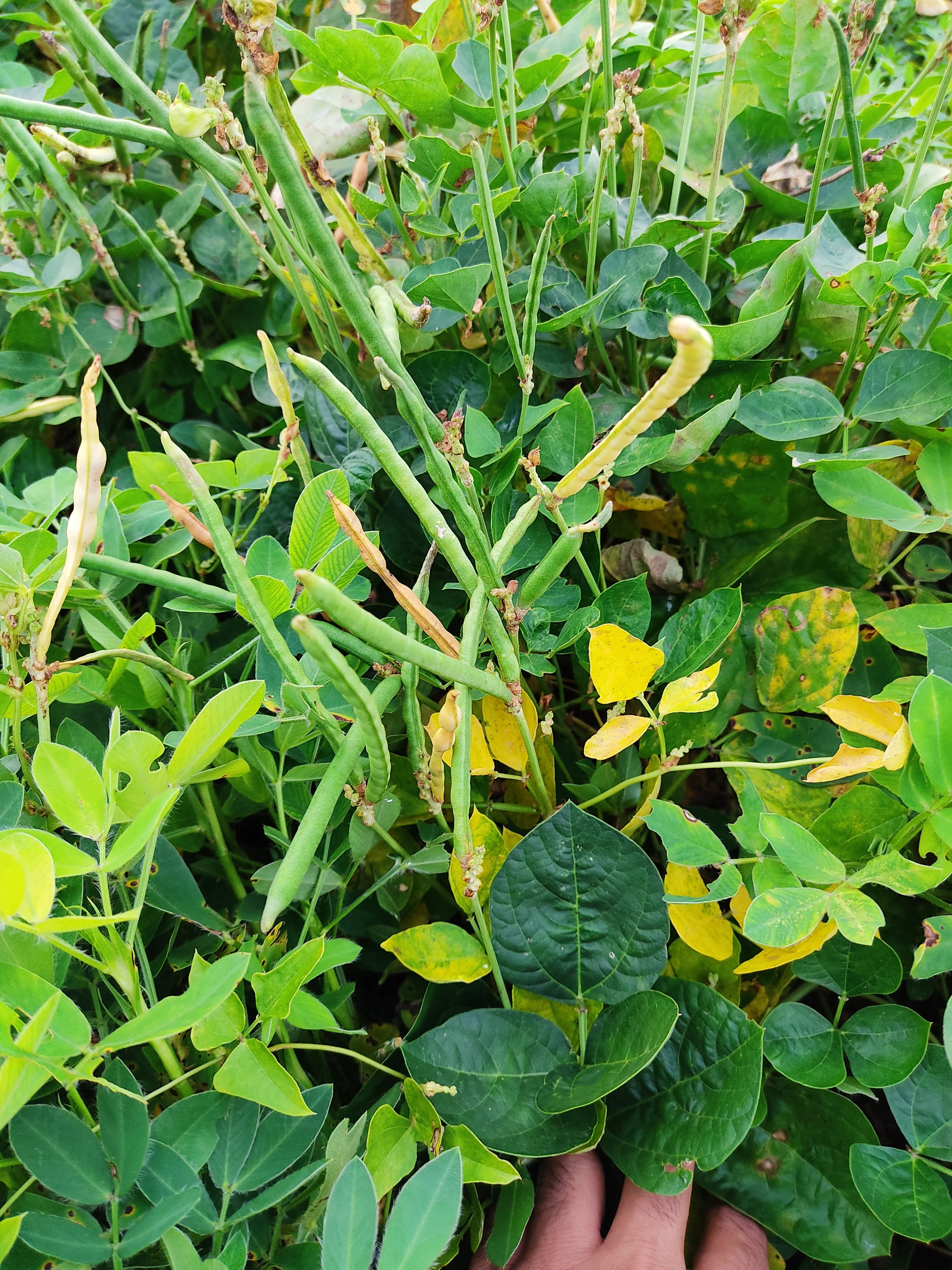 100 BLACKEYE PEA (Cow Pea / Cowpea / Southern Pea / Blackeyed Pea / Black Eye Pea) Vigna Unguiculata Vegetable Seeds - Image 6