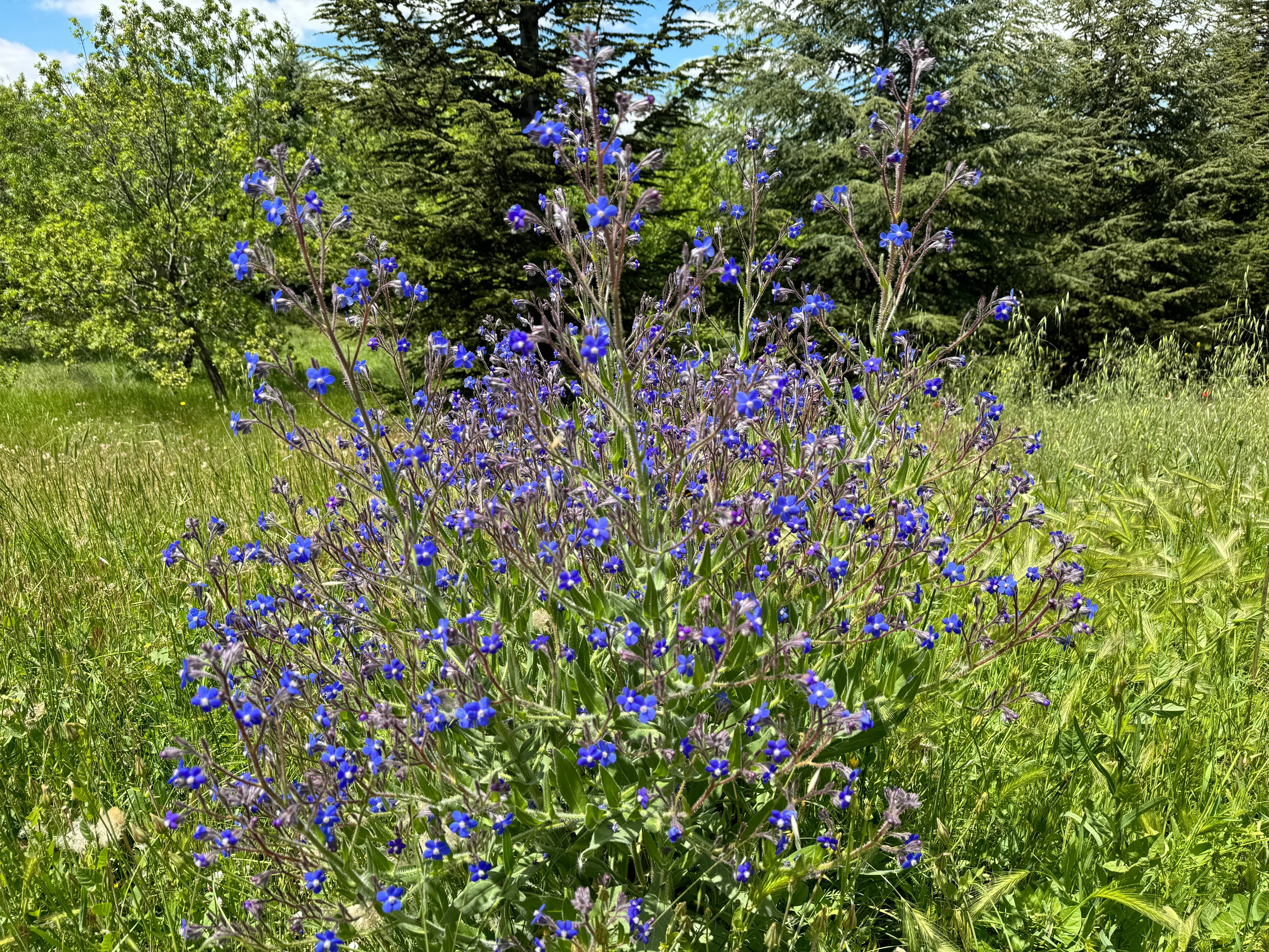 100 BLUE ANGEL ANCHUSA (Summer Forget Me Not) Anchusa Carpensis Flower Seeds - Image 8