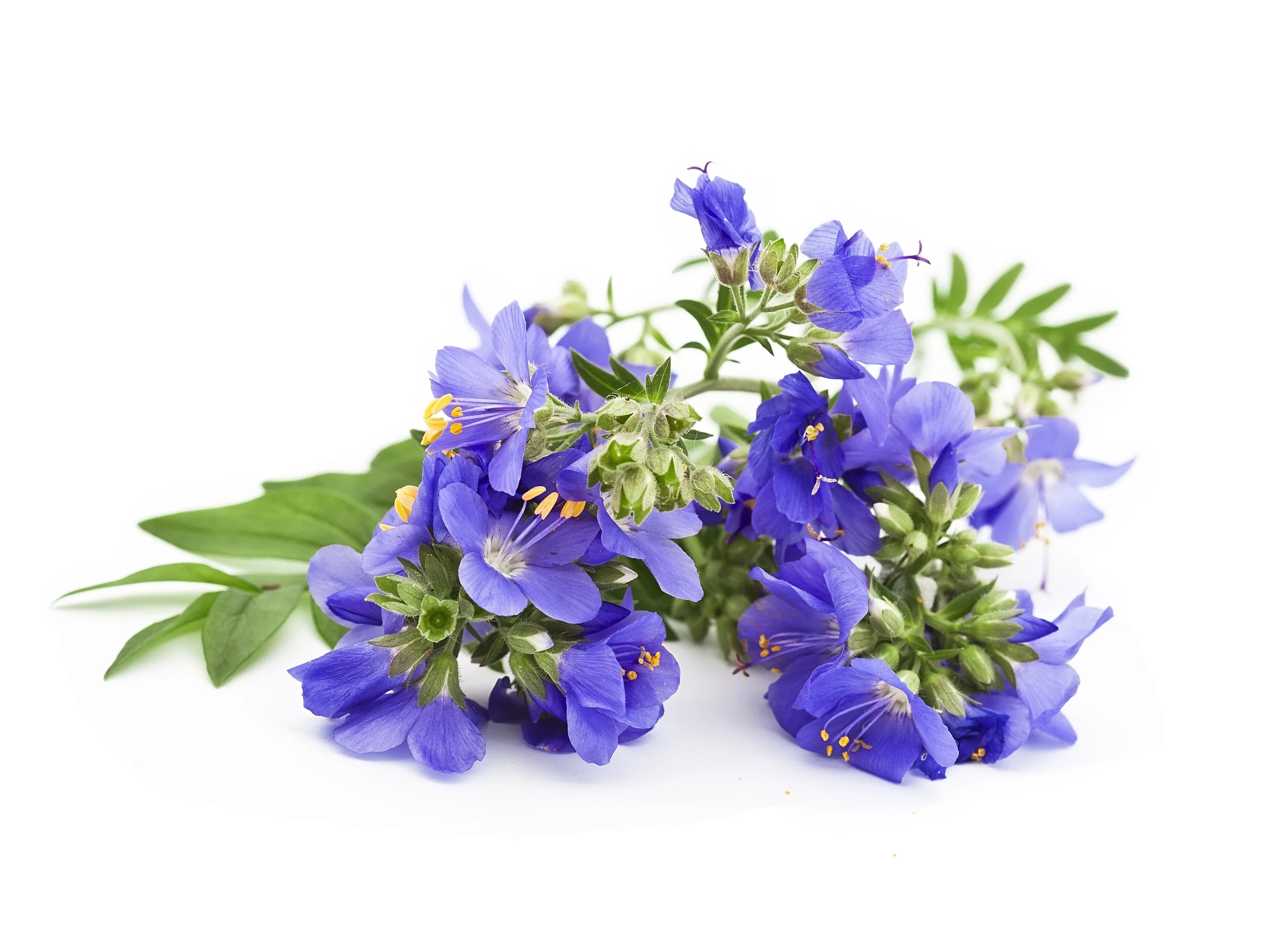 100 BLUE PEARL POLEMONIUM ( Jacobs Ladder ) Polemonium Caeruleum Flower Seeds - Image 9