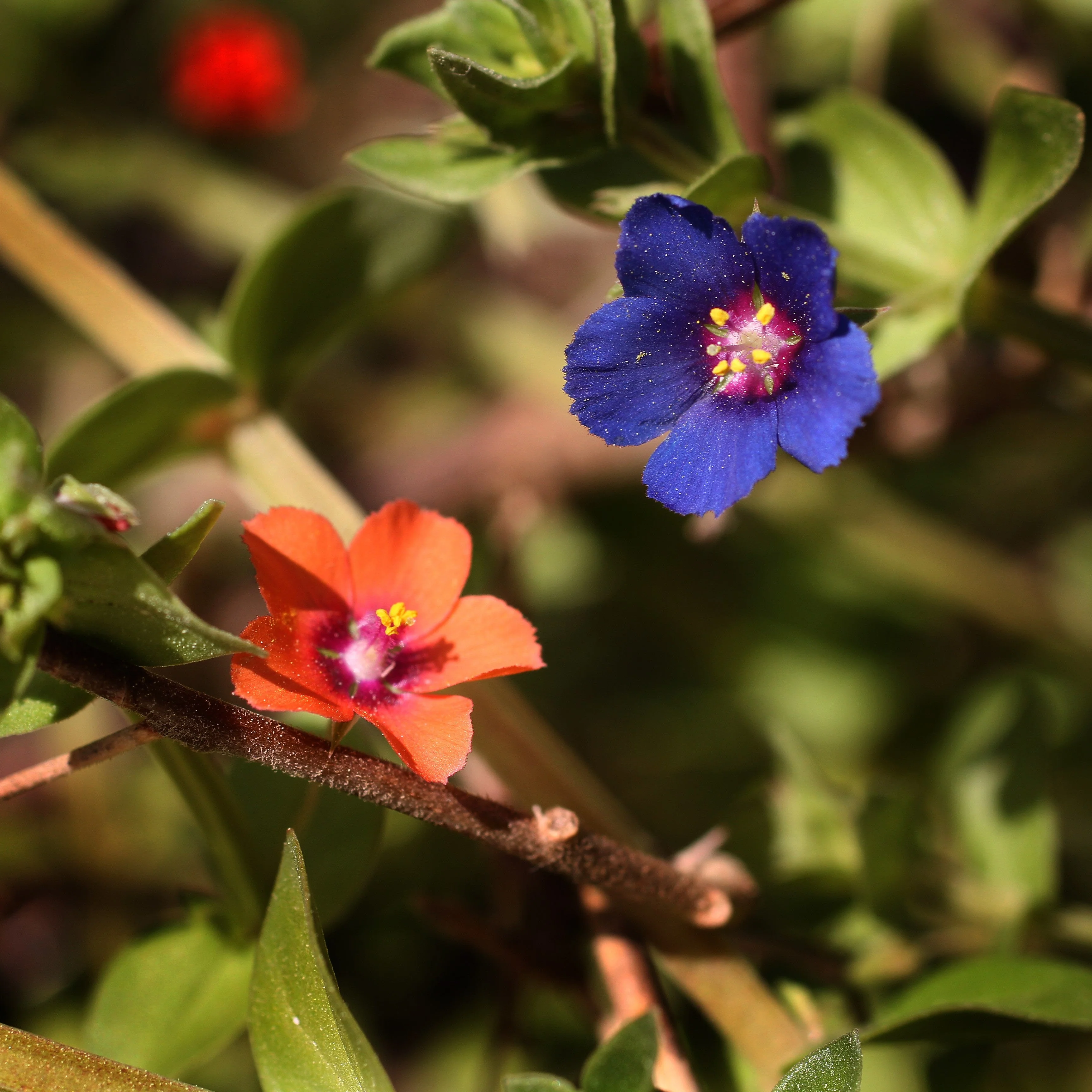 100 BLUE & SCARLET PIMPERNEL Anagallis Monellii Anagallis Arvensis Flower Seeds - Image 10