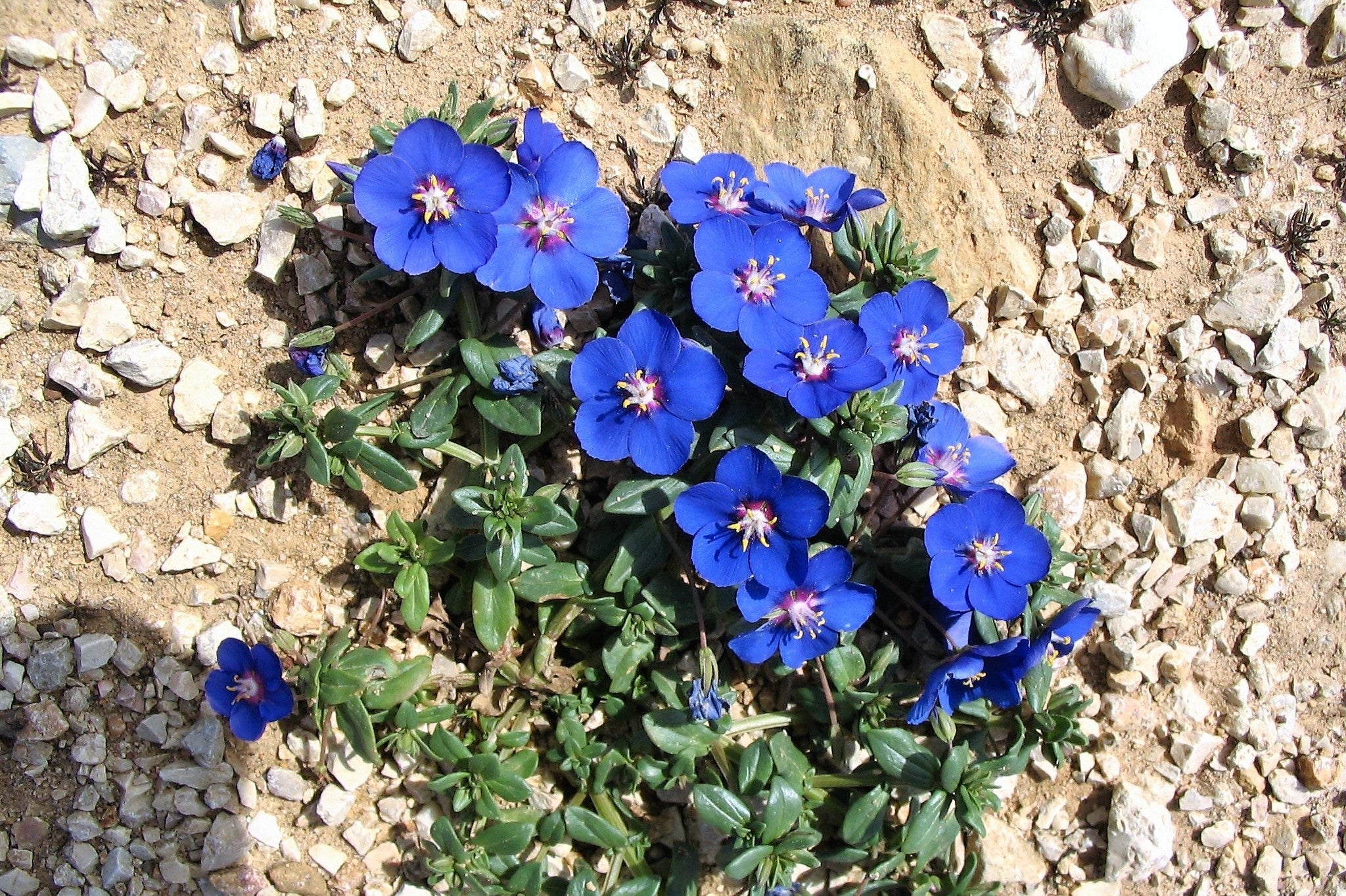 100 BLUE & SCARLET PIMPERNEL Anagallis Monellii Anagallis Arvensis Flower Seeds - Image 4