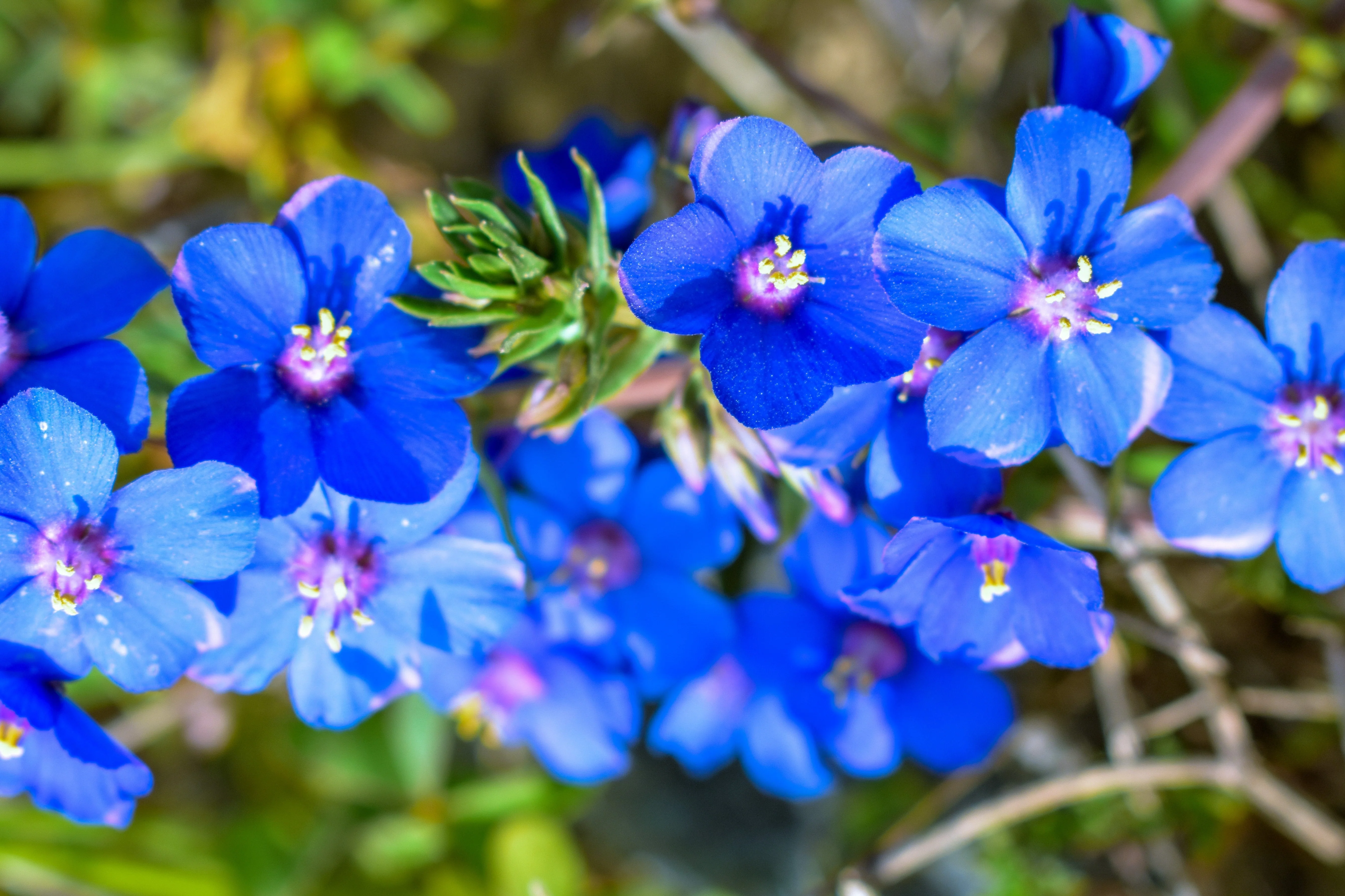 100 BLUE & SCARLET PIMPERNEL Anagallis Monellii Anagallis Arvensis Flower Seeds - Image 5