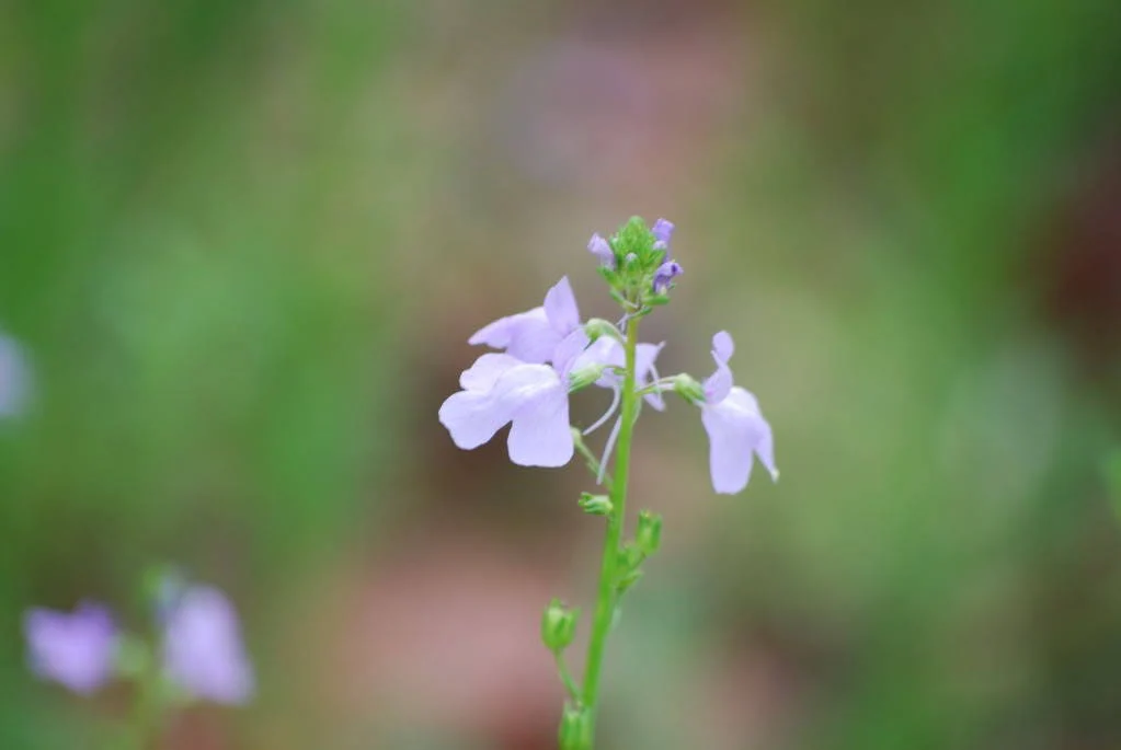 100 BLUE TOADFLAX Linaria Canadensis Antirrhinum Canadian Flower Seeds - Image 2