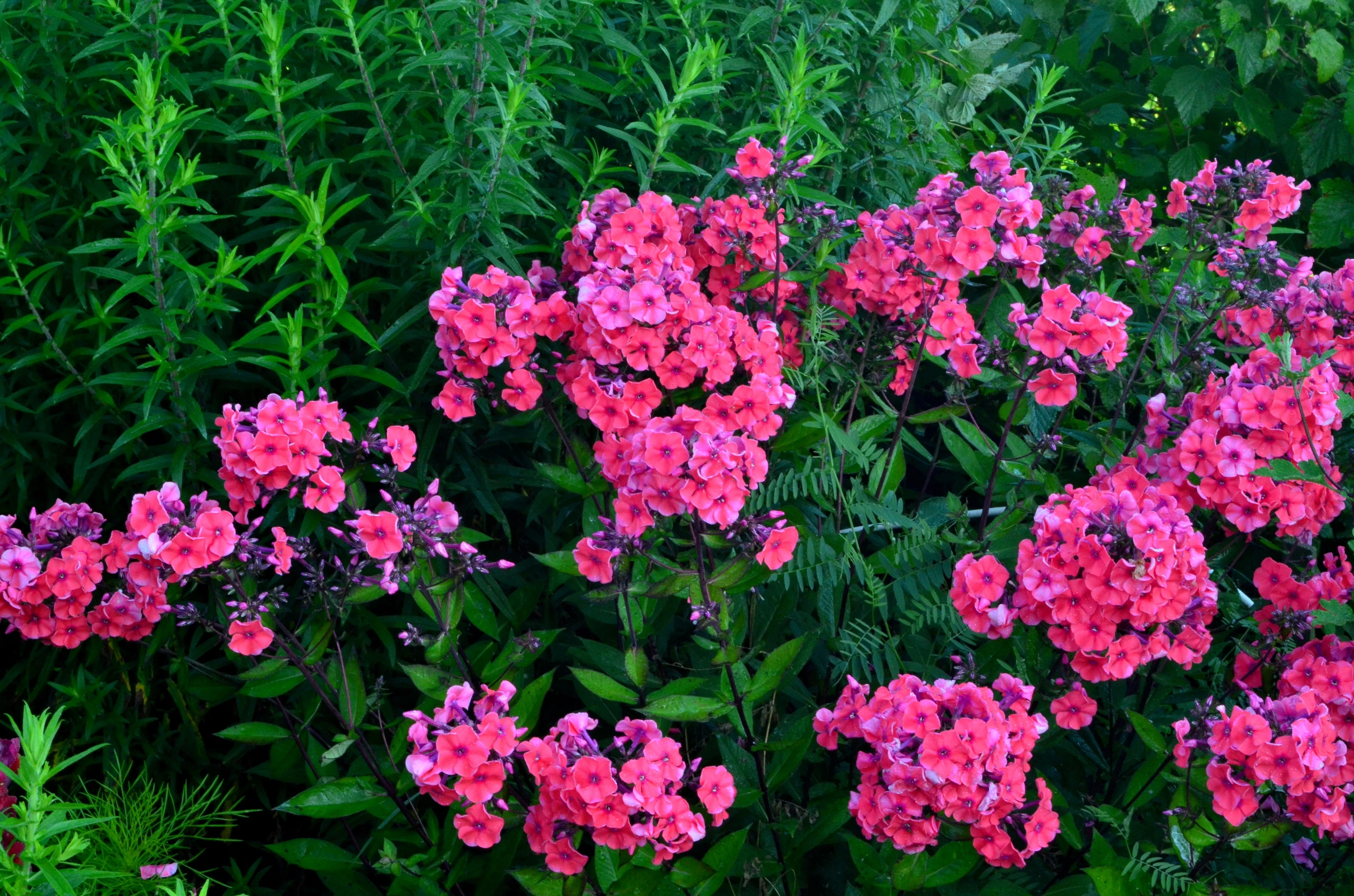 100 BRILLIANT PHLOX Drummondii Two Tone Pink Flower Seeds - Image 4