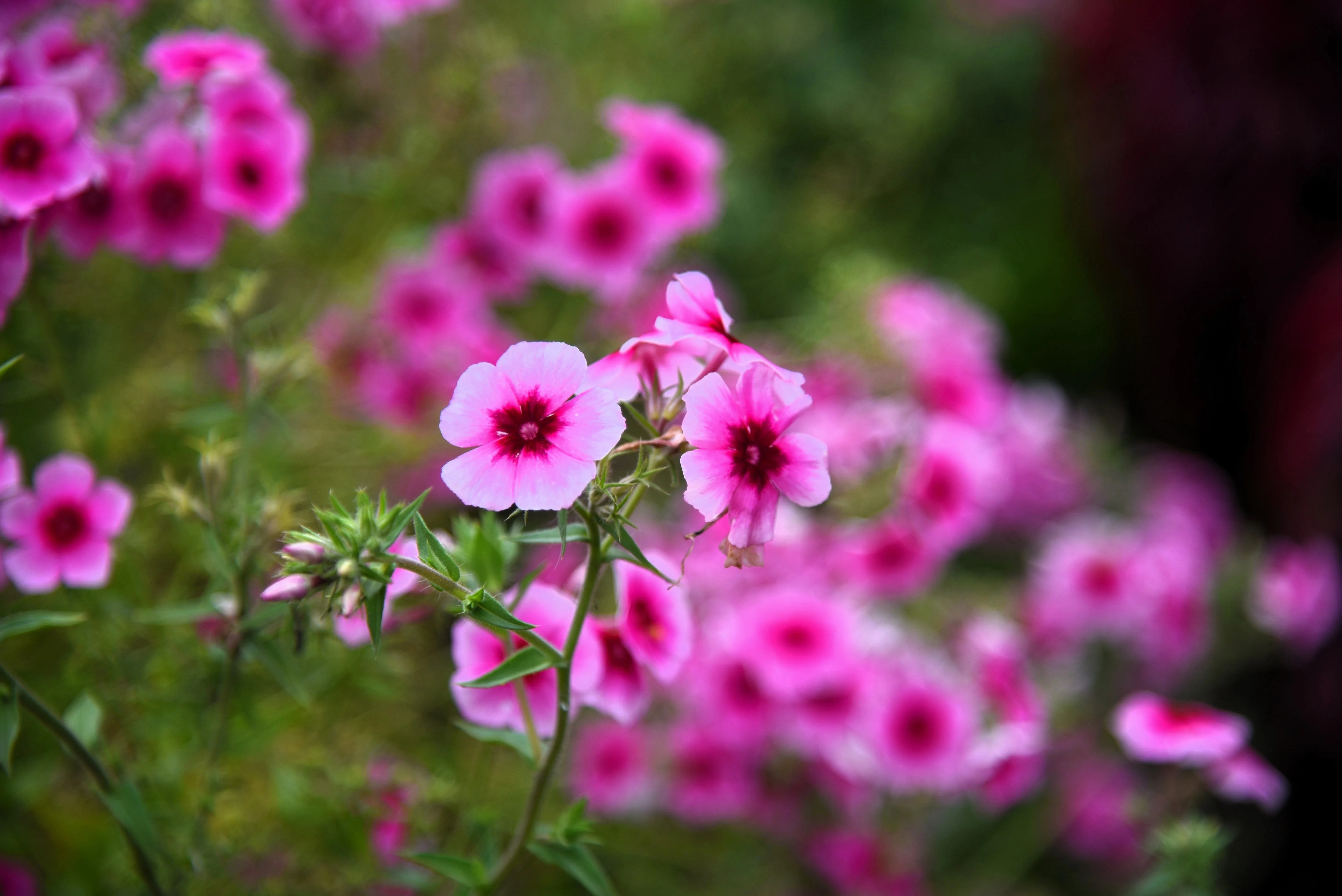 100 BRILLIANT PHLOX Drummondii Two Tone Pink Flower Seeds - Image 6