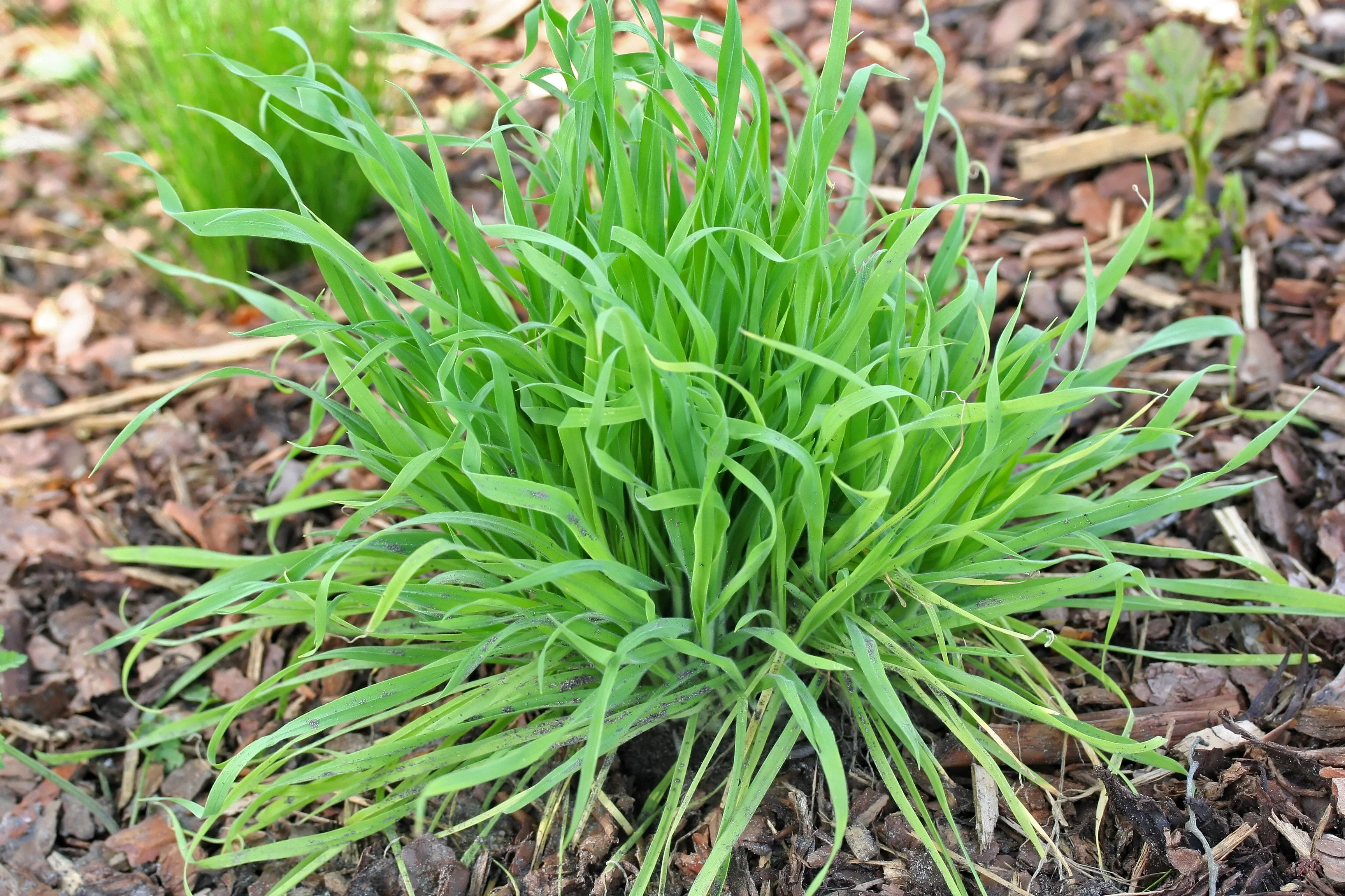 100 BUNNY TAILS GRASS (Hares Tail) Ornamental Lagurus Ovatus Seeds - Image 7