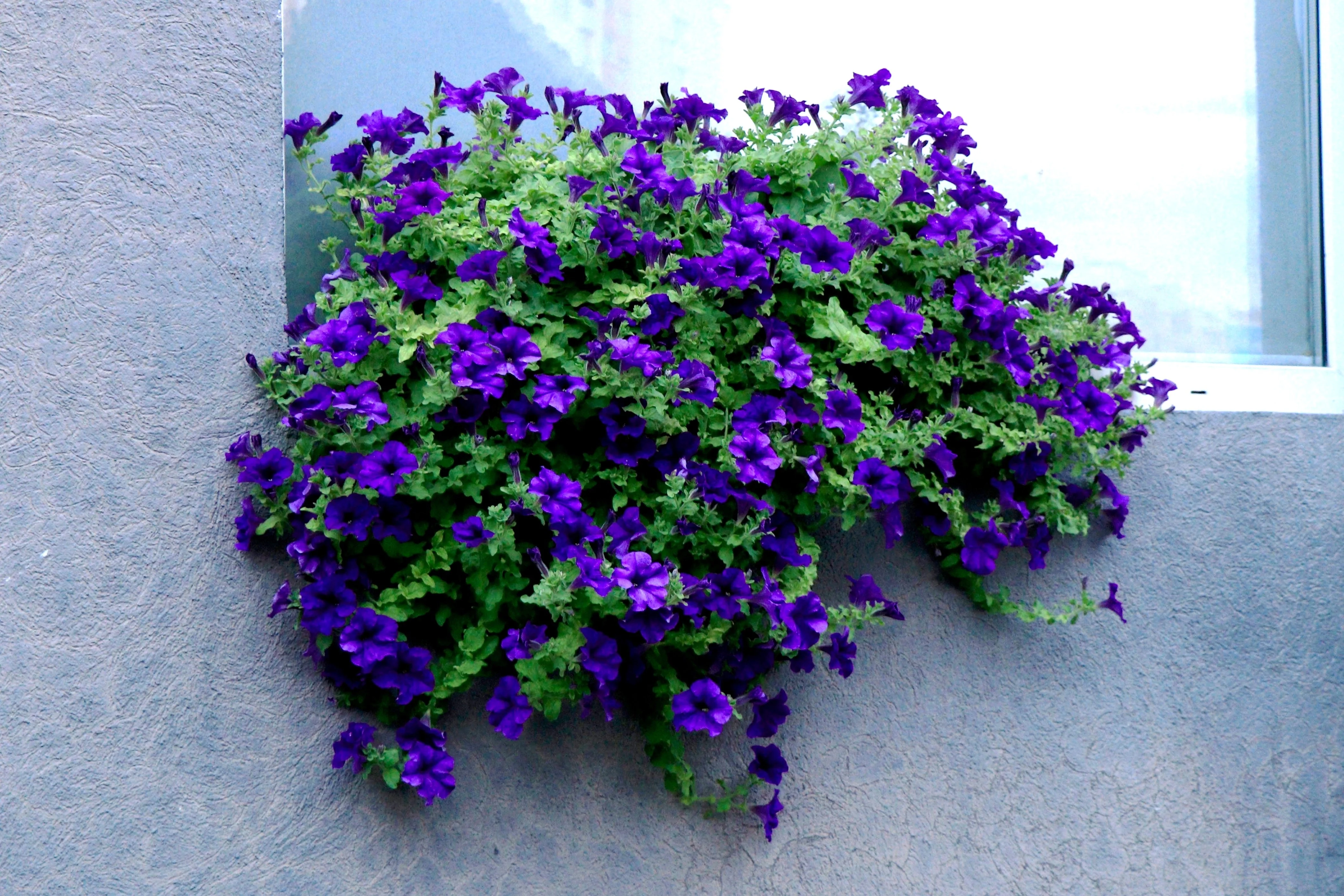 100 DWARF Alderman BLUE PETUNIA Nana Compacta Purple Flower Seeds - Image 3