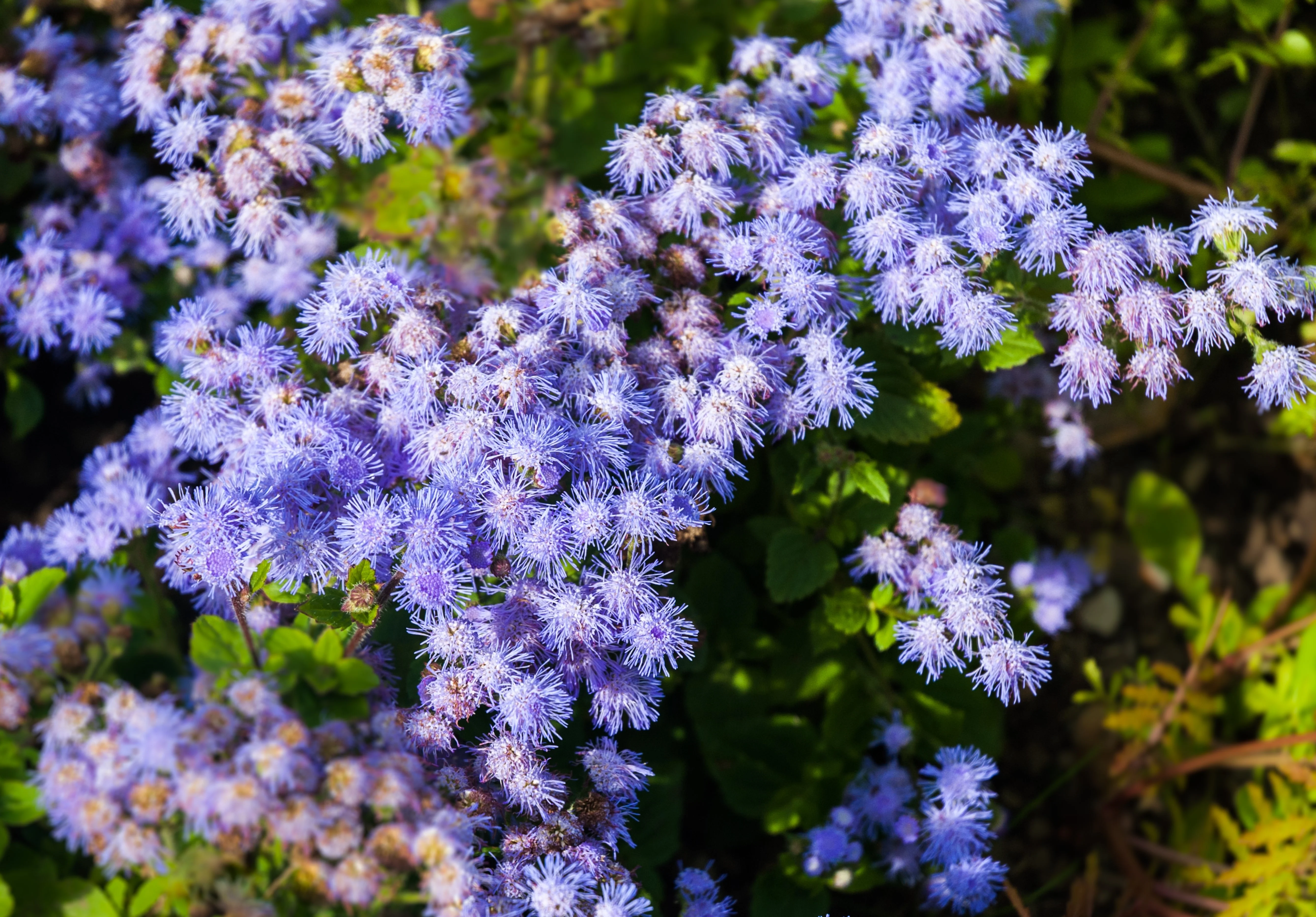 100 Dwarf BLUE MINK AGERATUM Houstonianum Fuzzy Double West Indies Flower Seeds - Image 3