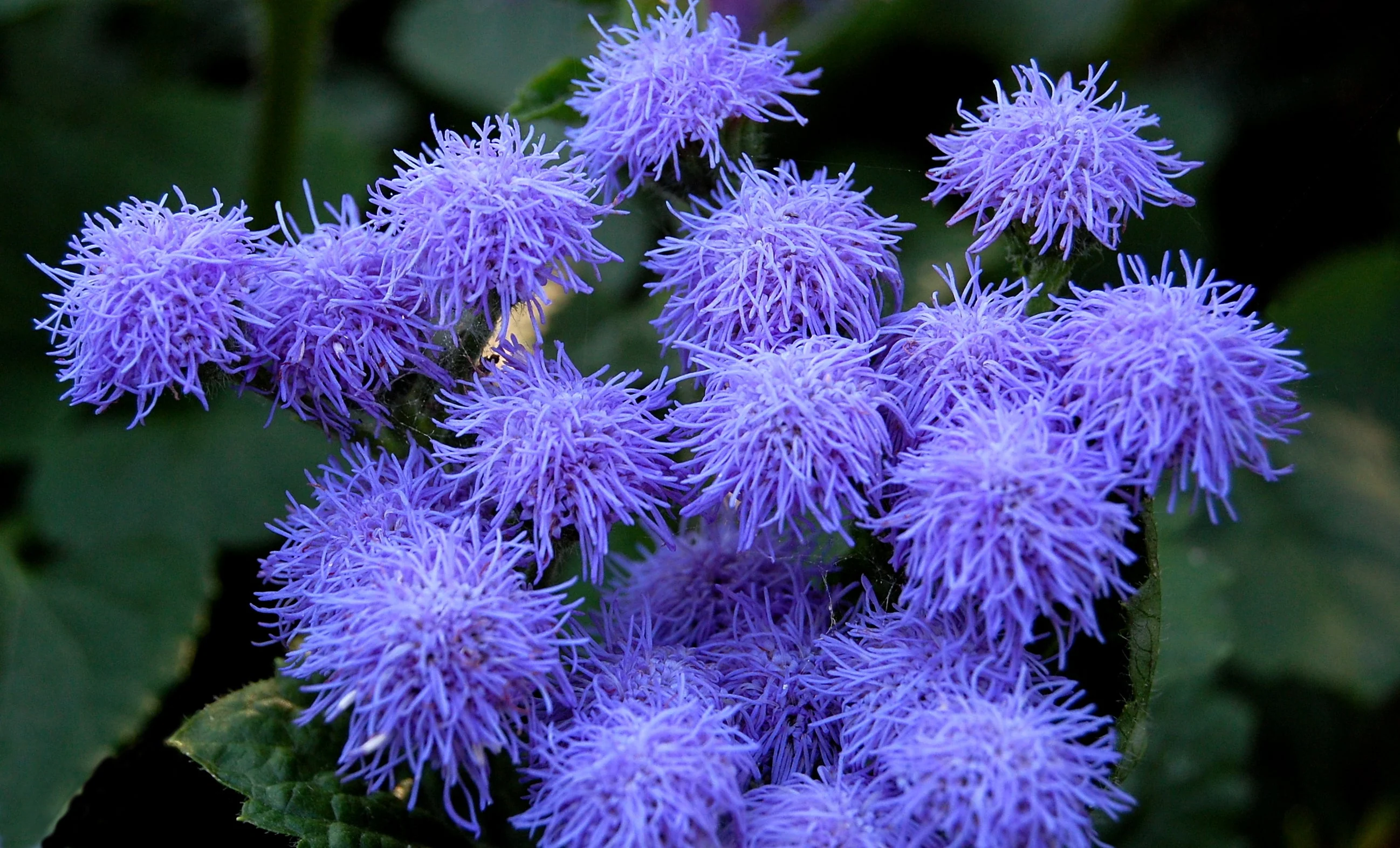 100 Dwarf BLUE MINK AGERATUM Houstonianum Fuzzy Double West Indies Flower Seeds - Image 6