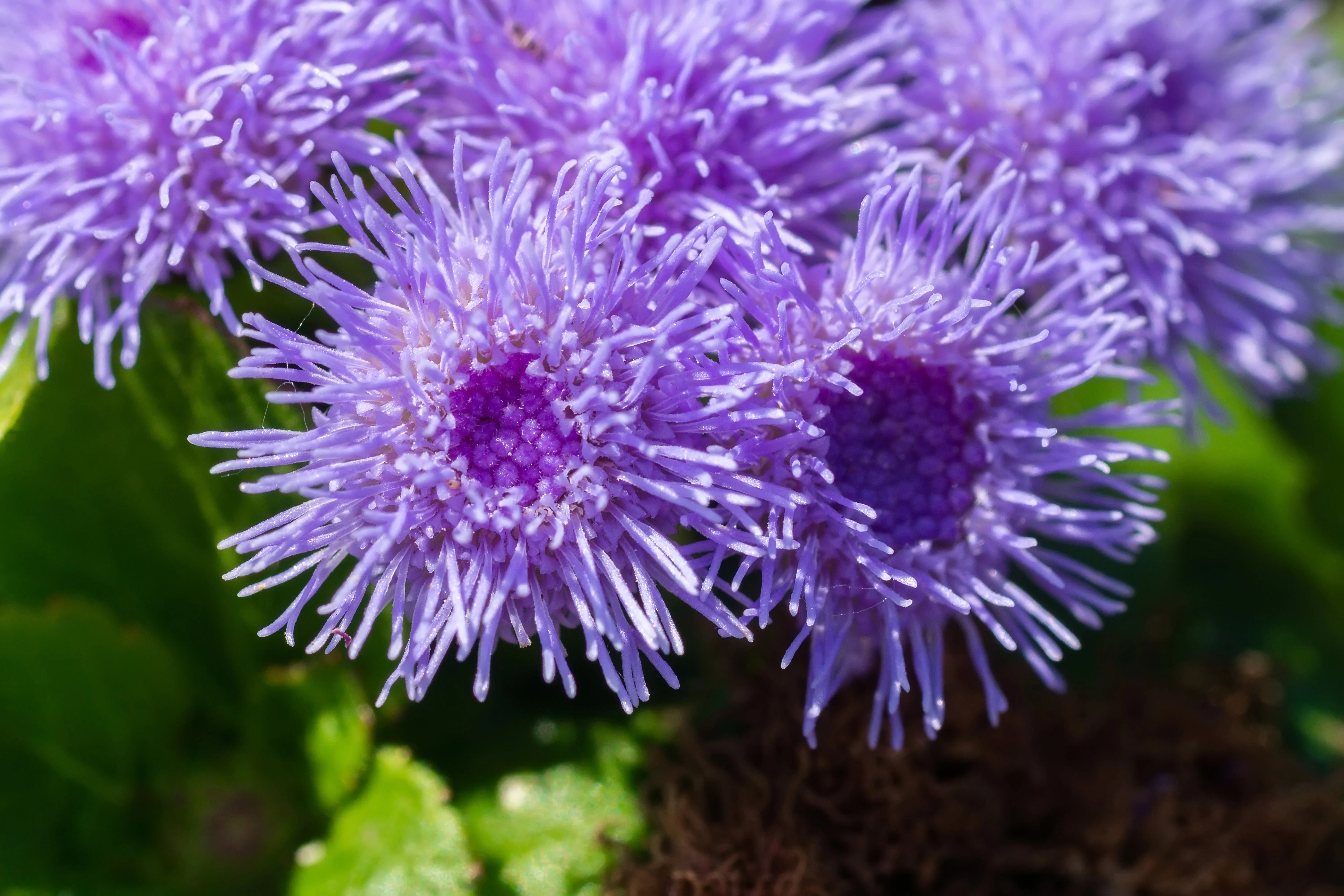 100 Dwarf BLUE MINK AGERATUM Houstonianum Fuzzy Double West Indies Flower Seeds - Image 9