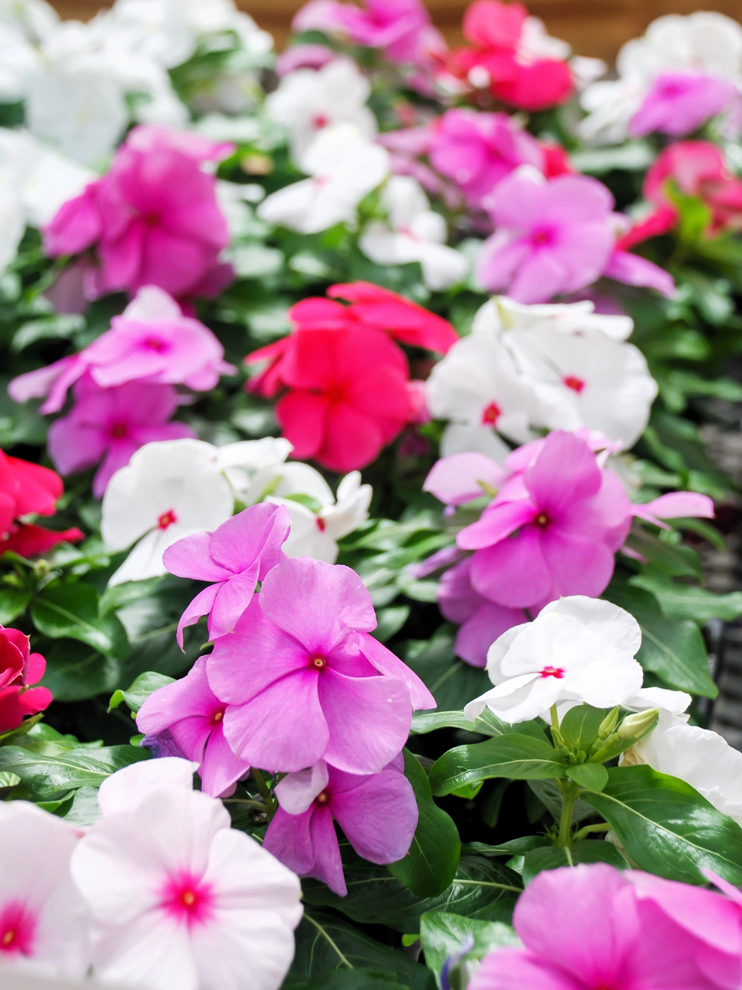 100 DWARF Little MIX PERIWINKLE / Vinca Rosea Flower Seeds - Image 2