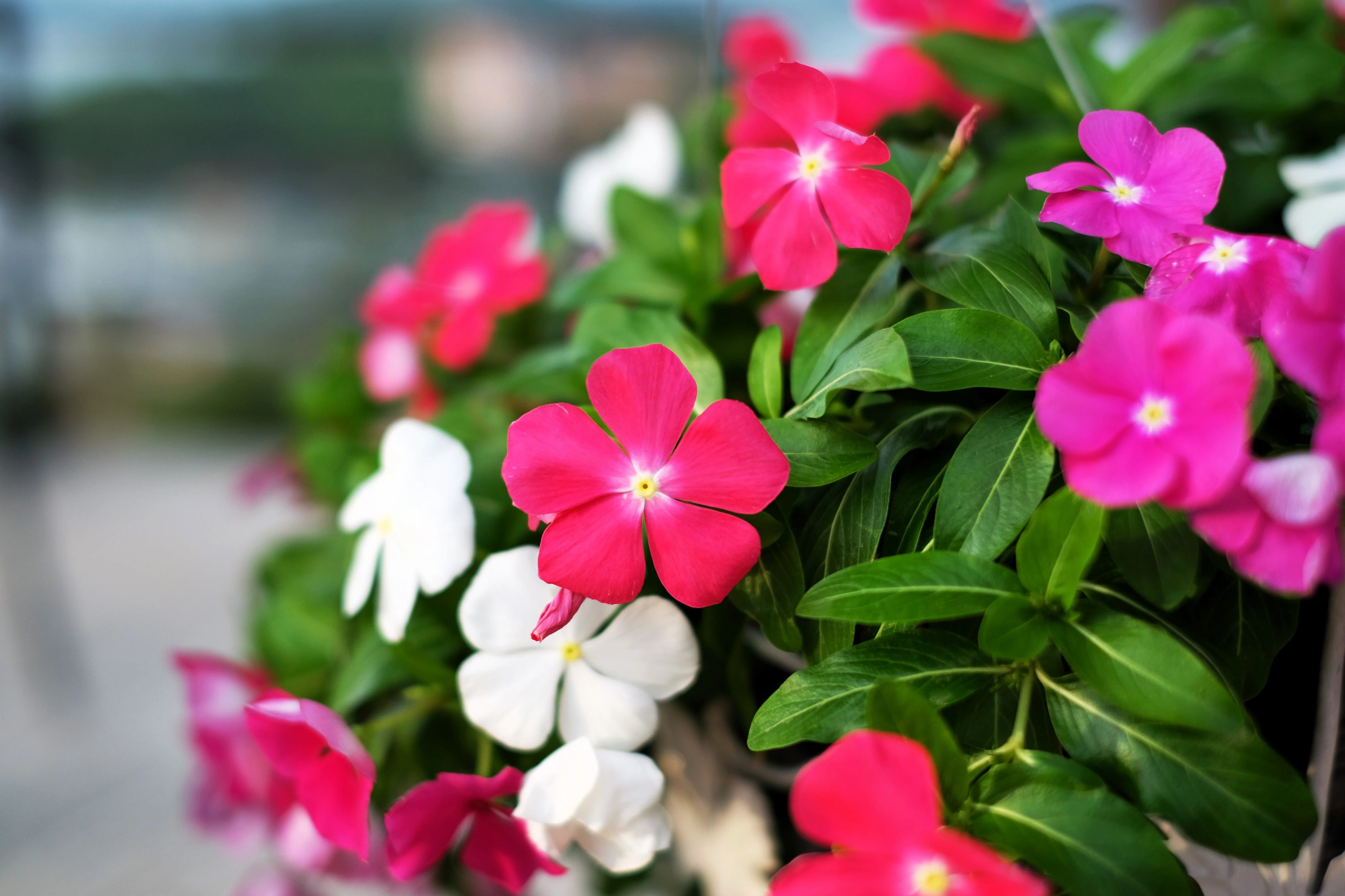 100 DWARF Little MIX PERIWINKLE / Vinca Rosea Flower Seeds - Image 9