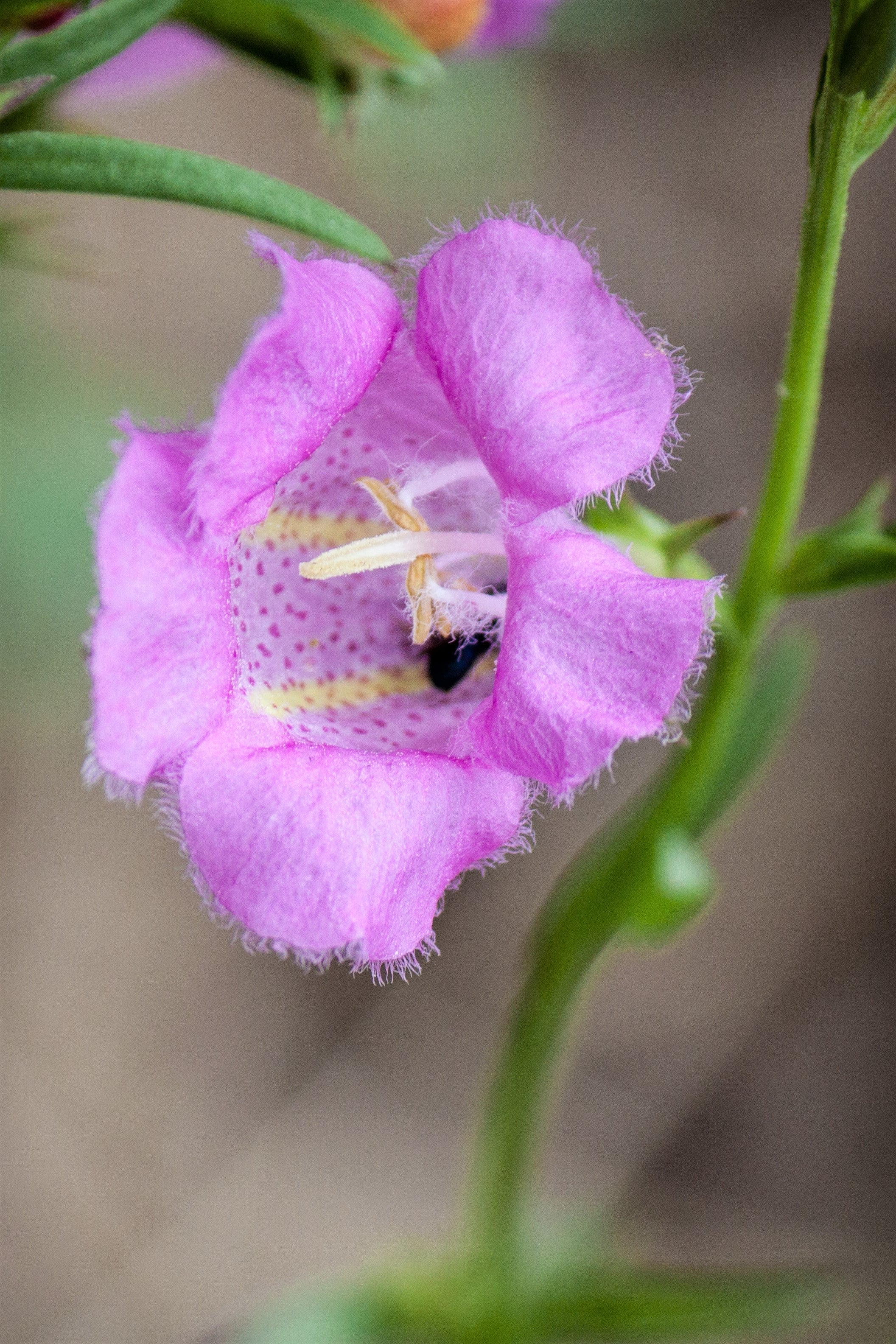 100 FALSE PURPLE FOXGLOVE Rose Gerardia Wetland Agalinis Purpurea Flower Seeds - Image 10