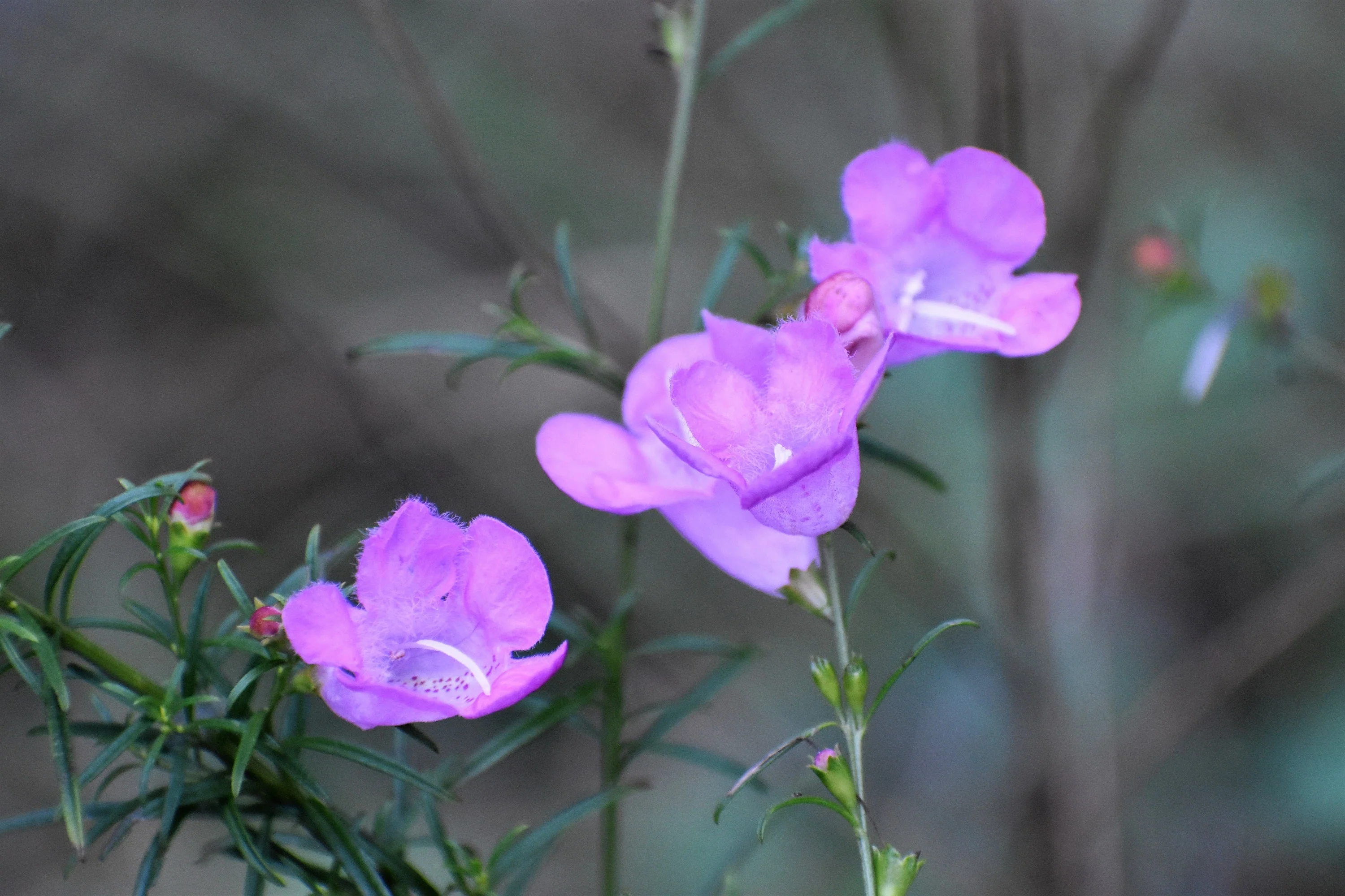 100 FALSE PURPLE FOXGLOVE Rose Gerardia Wetland Agalinis Purpurea Flower Seeds - Image 2