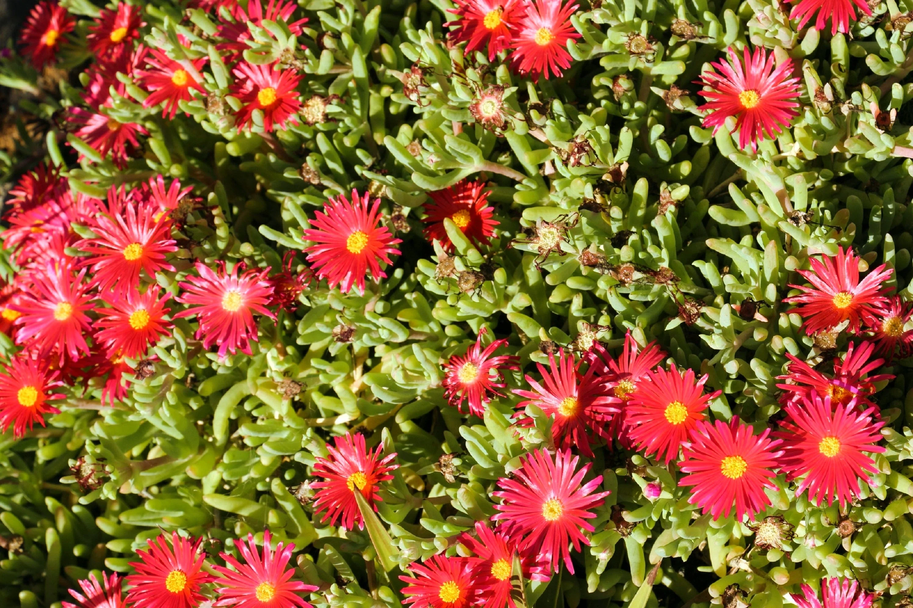 100 Gelato Bright RED ICE PLANT Mesembryanthemum Daisy Livingstone Flower Seeds - Image 10