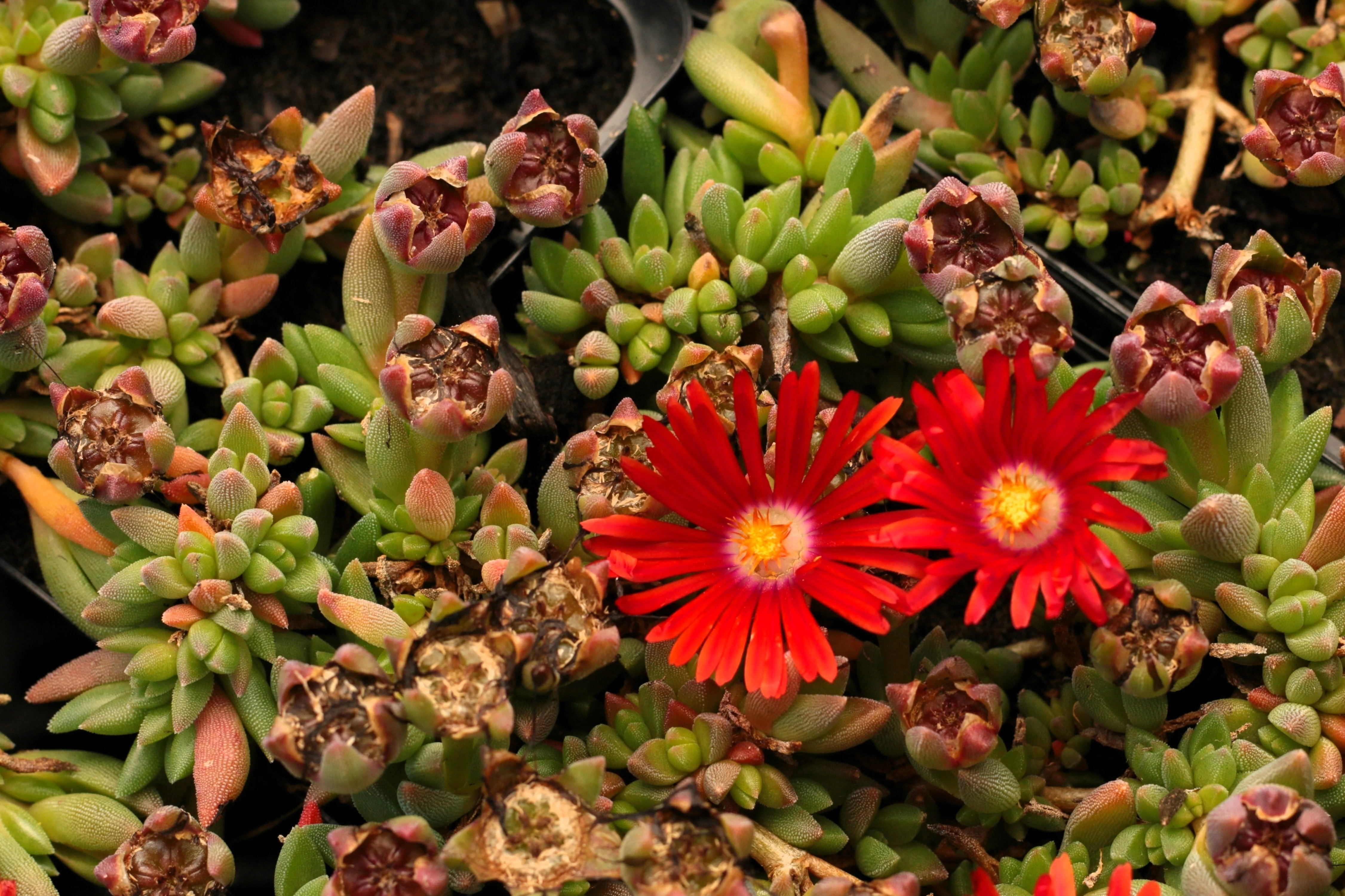 100 Gelato Bright RED ICE PLANT Mesembryanthemum Daisy Livingstone Flower Seeds - Image 7