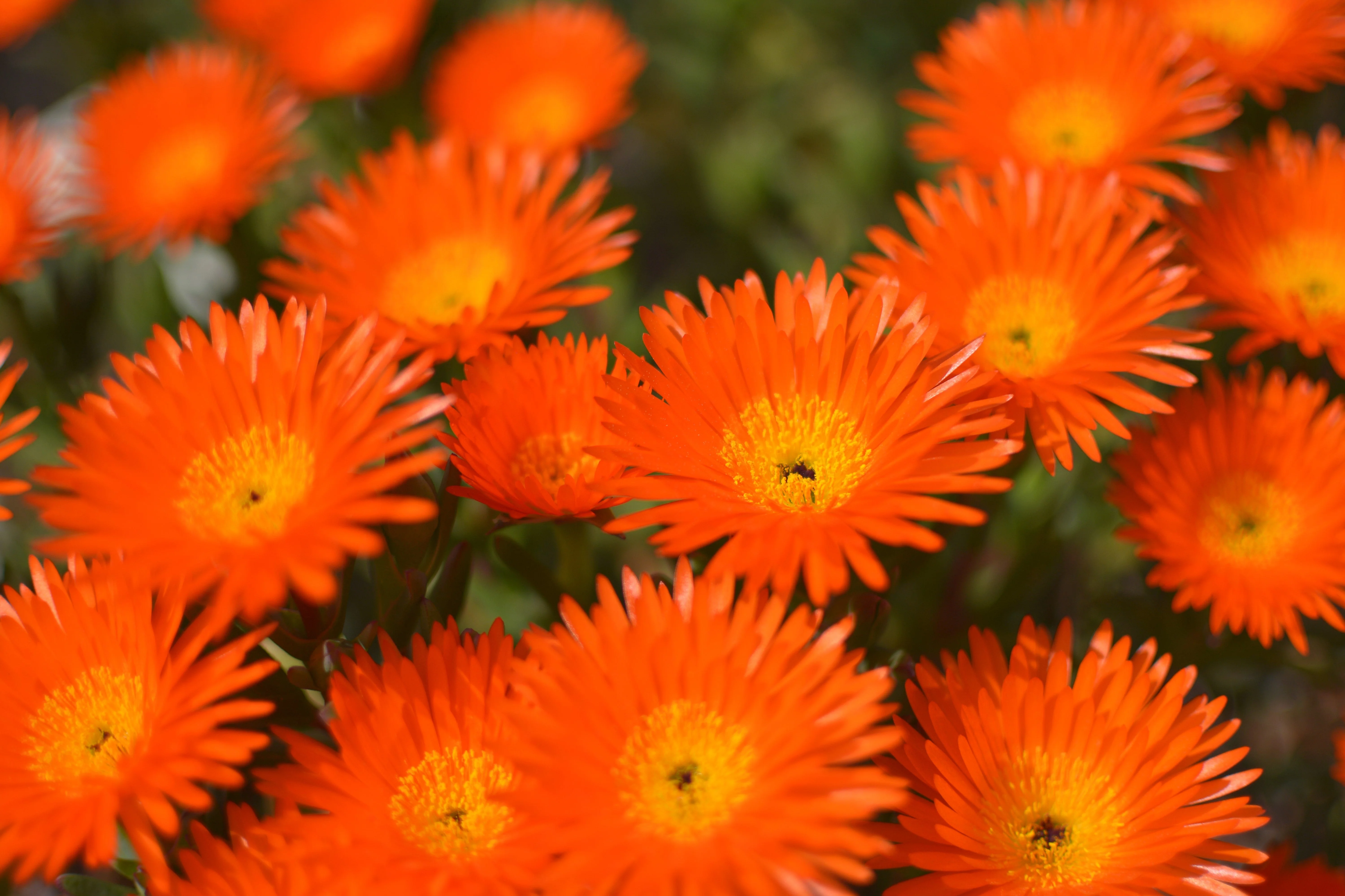 100 Gelato ORANGE ICE PLANT Mesembryanthemum Livingstone Daisy Flower Seeds - Image 3