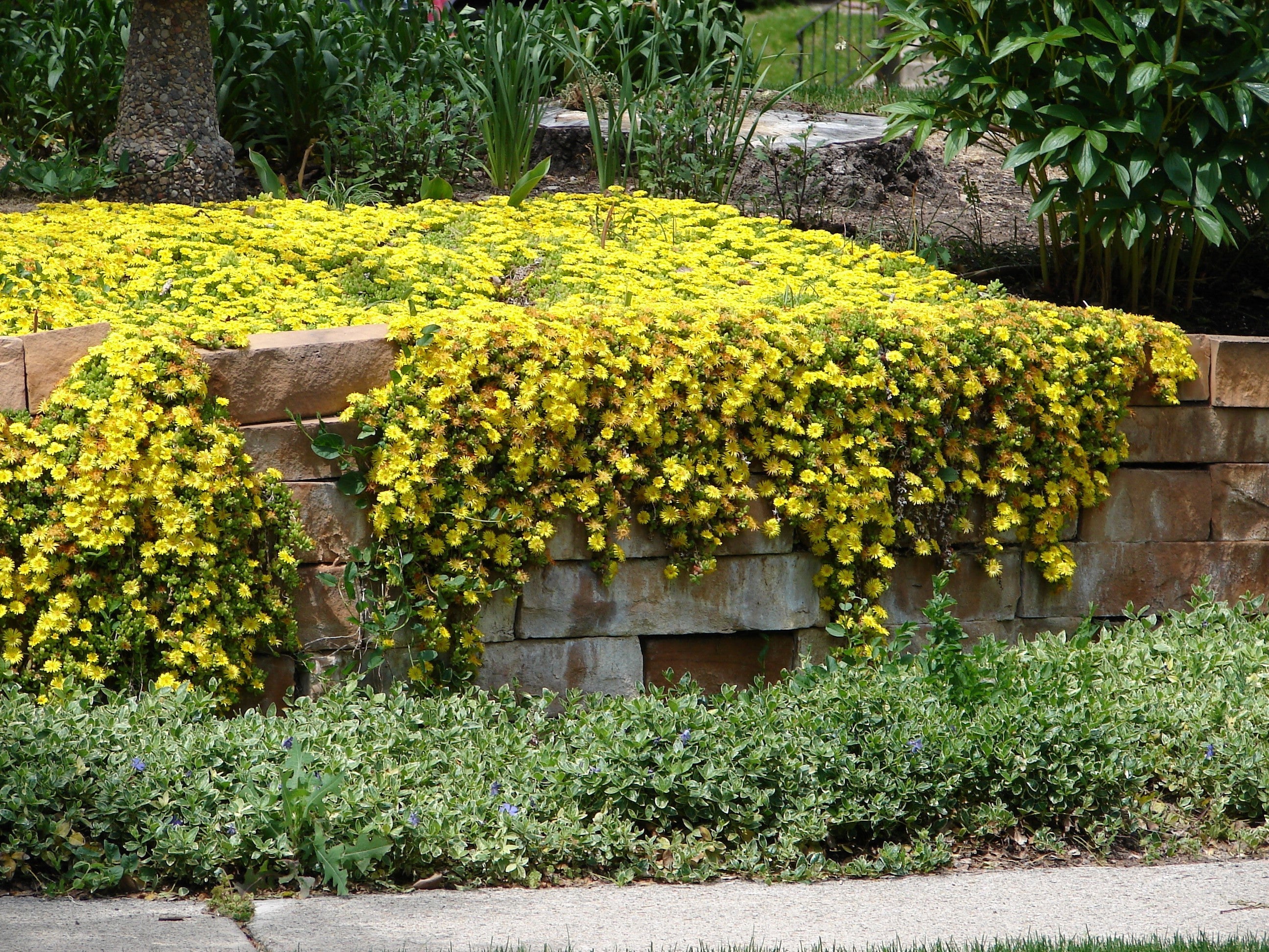 100 Gelato YELLOW ICE PLANT Mesembryanthemum Daisy Livingstone Succulent Flower Seeds - Image 3