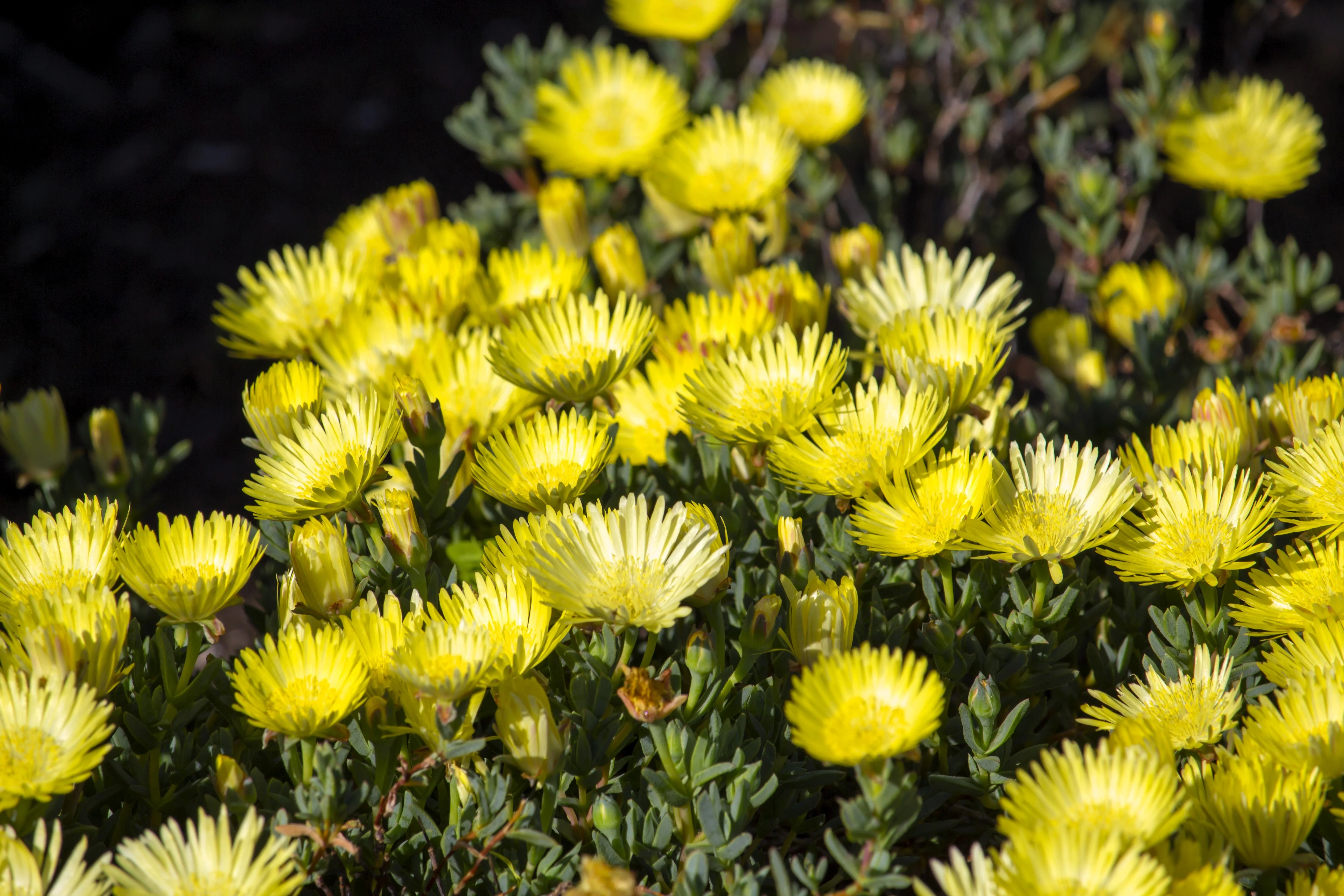 100 Gelato YELLOW ICE PLANT Mesembryanthemum Daisy Livingstone Succulent Flower Seeds - Image 6