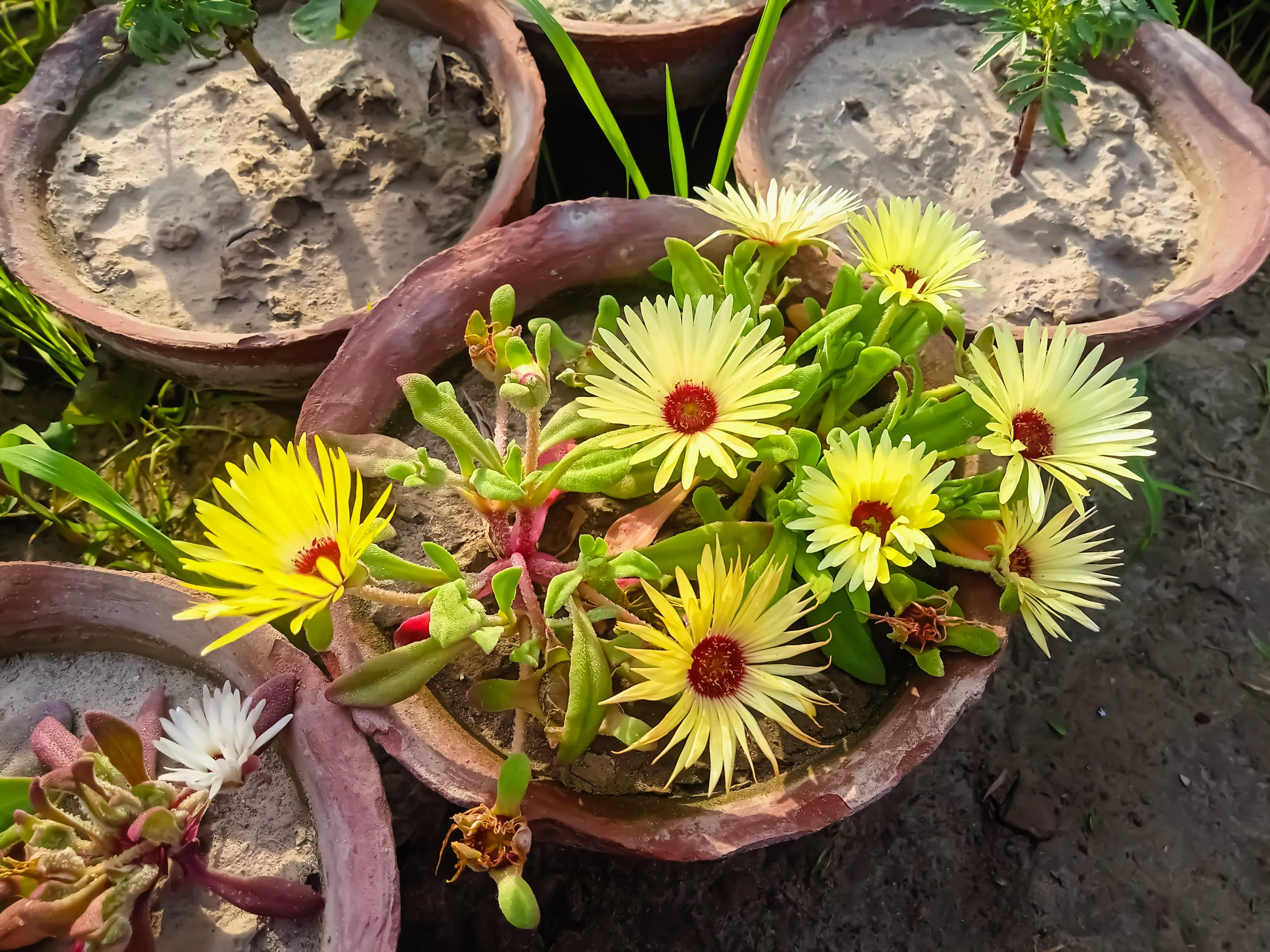100 Gelato YELLOW ICE PLANT Mesembryanthemum Daisy Livingstone Succulent Flower Seeds - Image 9