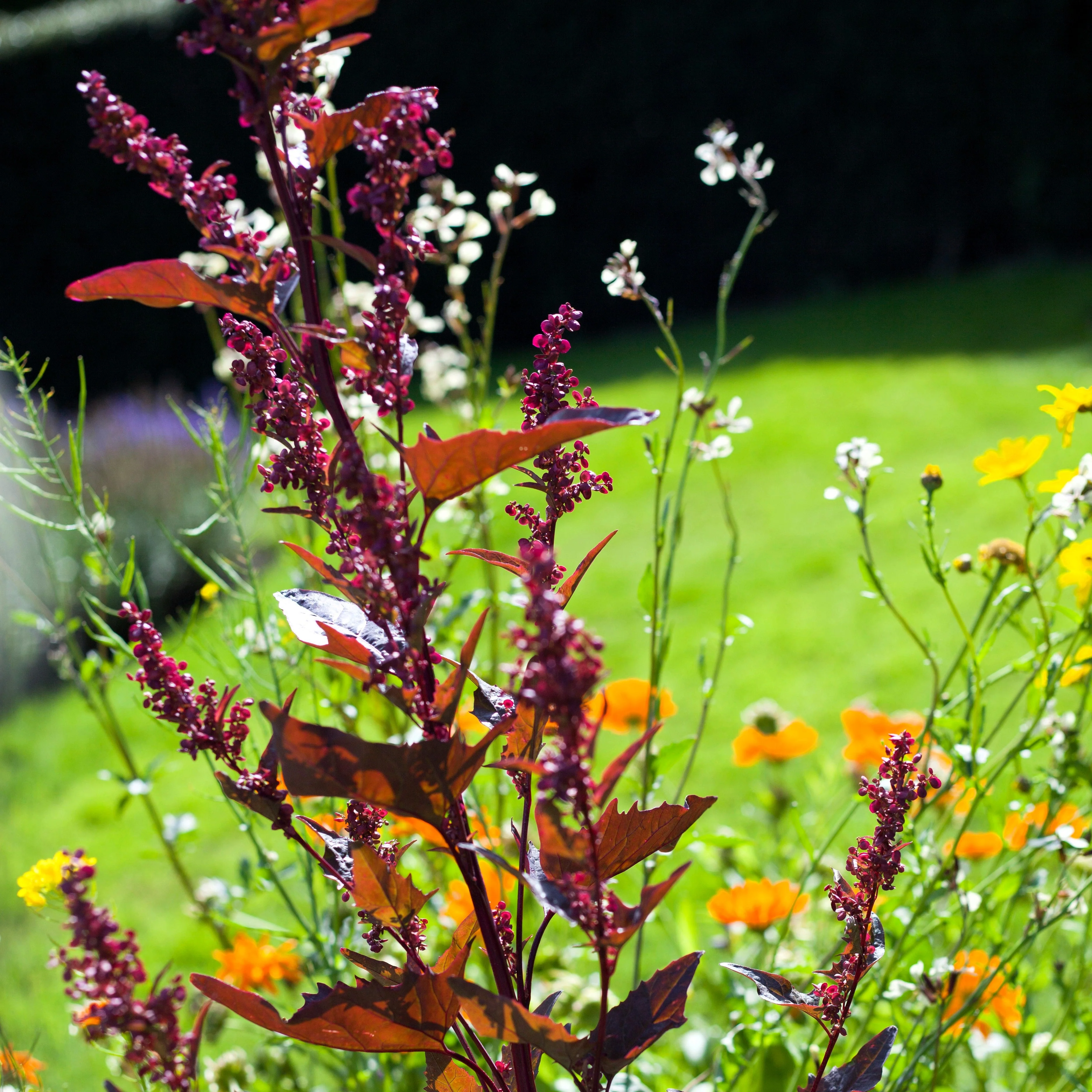 100 GIANT GOOSEFOOT Chenopodium Giganteum Purple Magenta Spreen Vegetable Seeds - Image 12