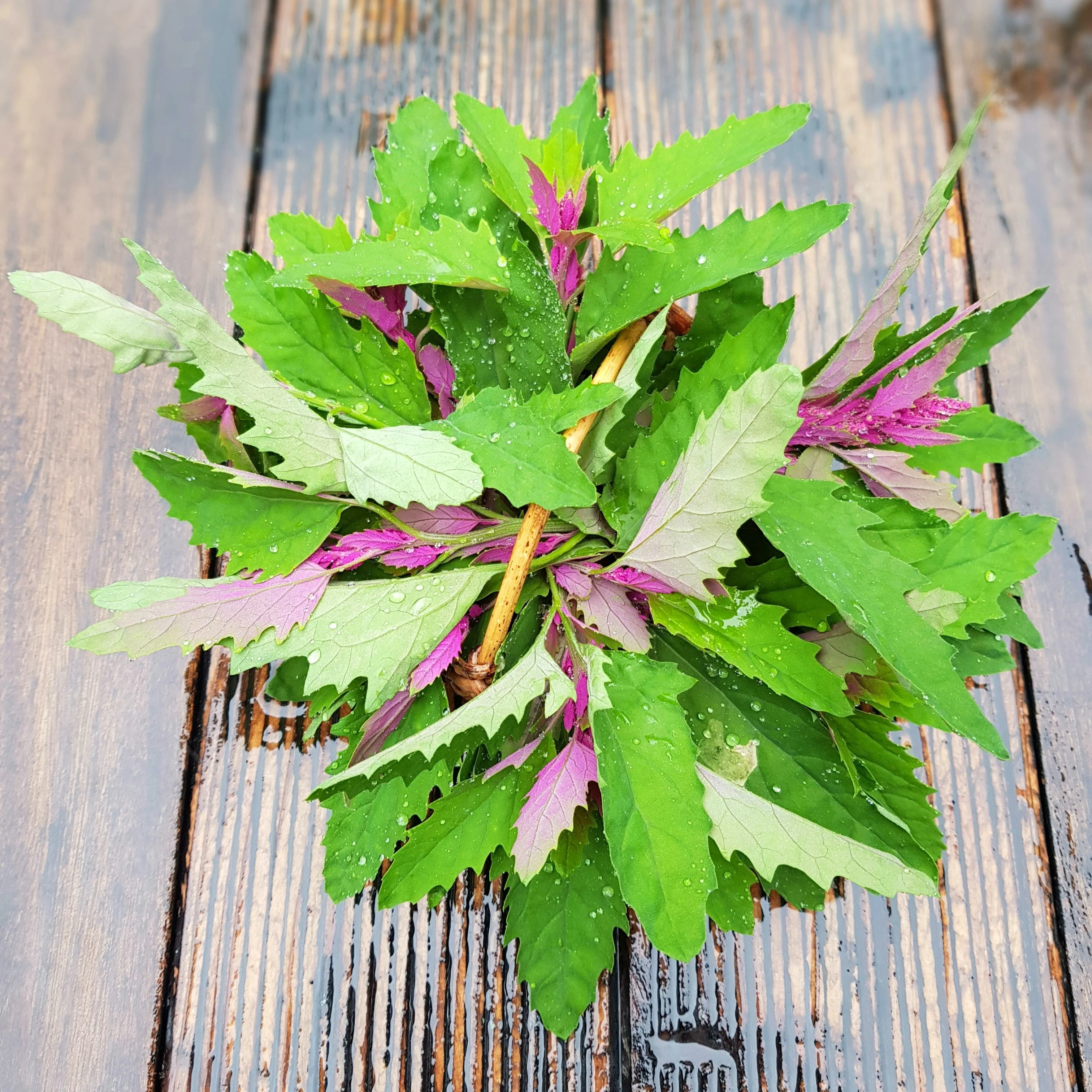 100 GIANT GOOSEFOOT Chenopodium Giganteum Purple Magenta Spreen Vegetable Seeds - Image 13