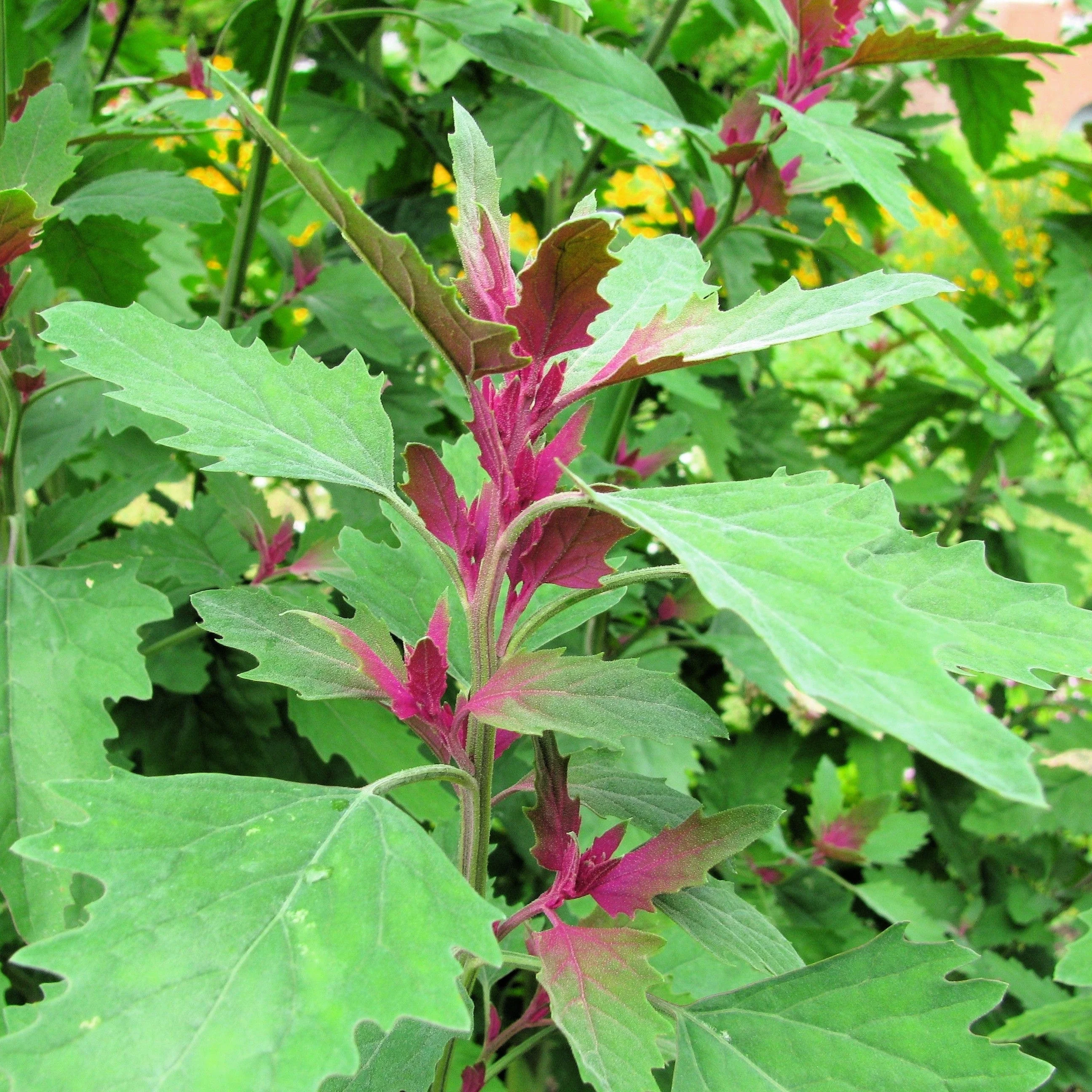 100 GIANT GOOSEFOOT Chenopodium Giganteum Purple Magenta Spreen Vegetable Seeds - Image 3