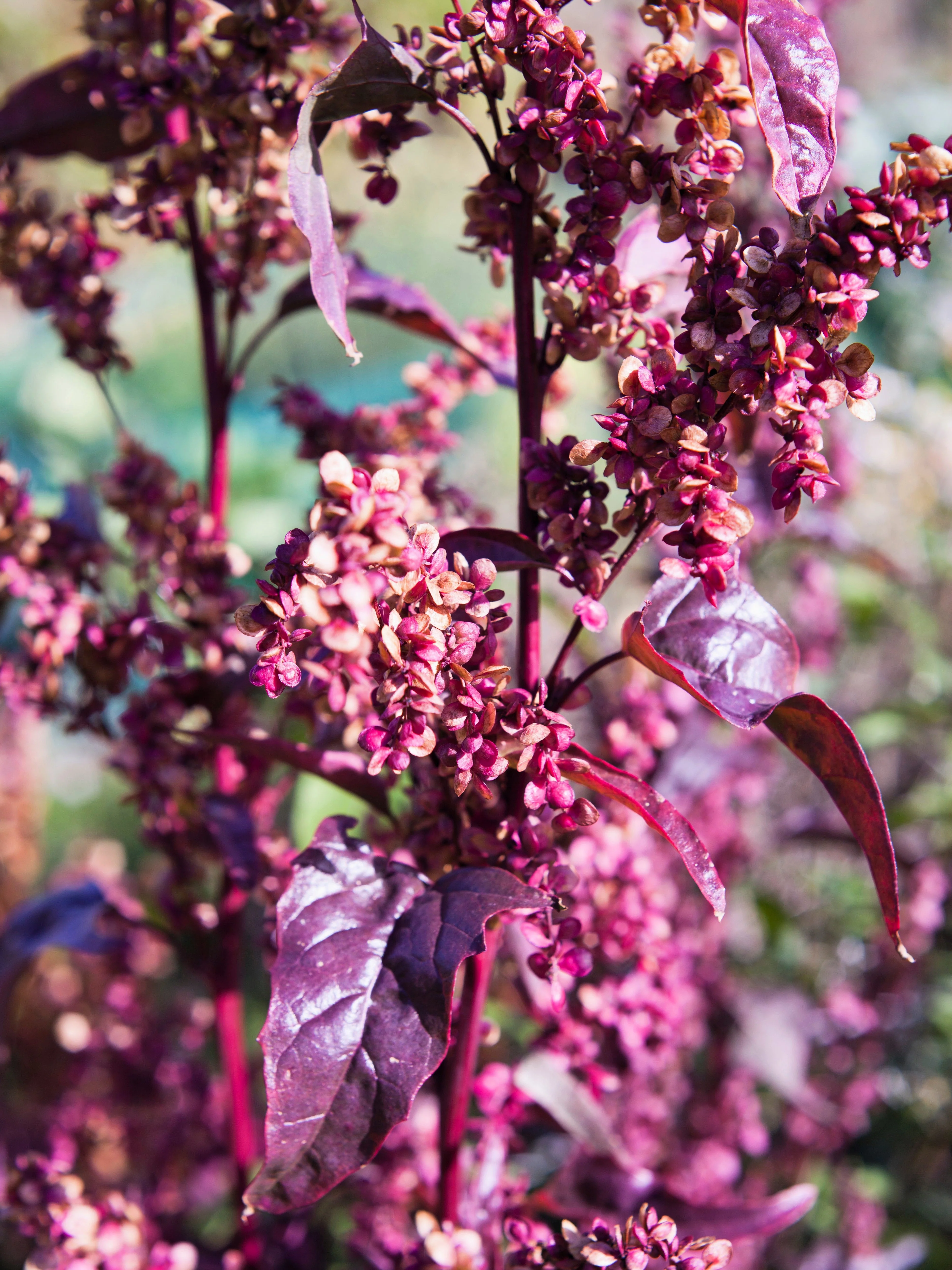 100 GIANT GOOSEFOOT Chenopodium Giganteum Purple Magenta Spreen Vegetable Seeds - Image 4