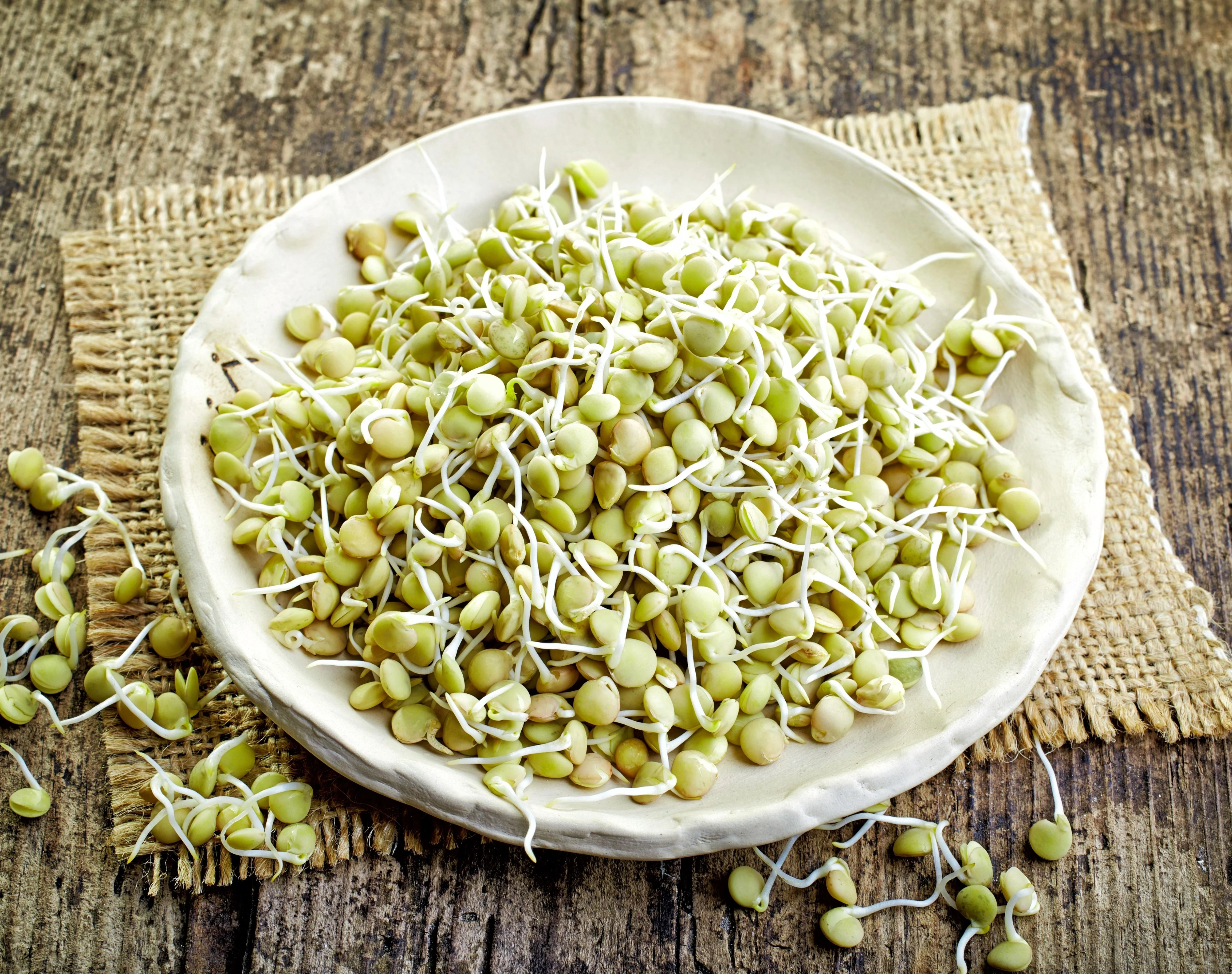 100 GREEN LENTIL Lentils Lens Culinaris Vegetable Seeds - Image 8